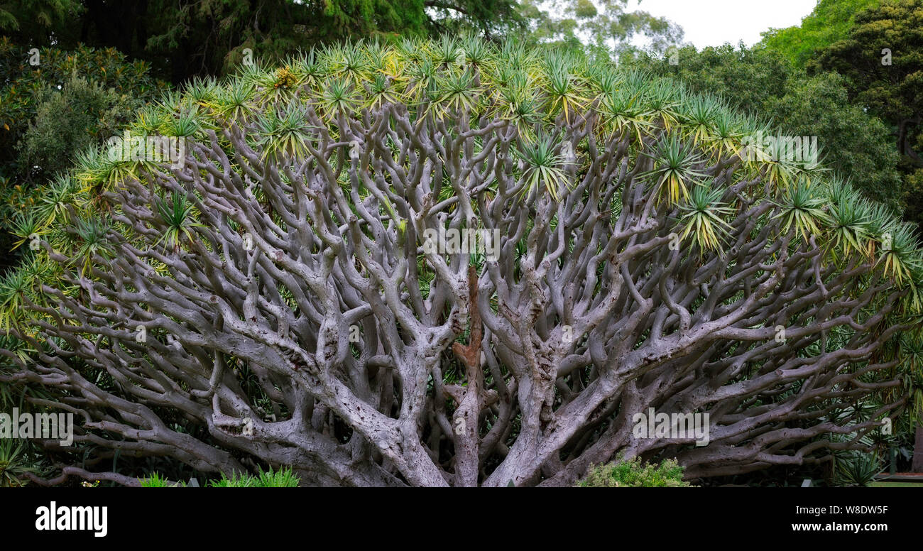 Blood Tree High Resolution Stock Photography And Images Alamy