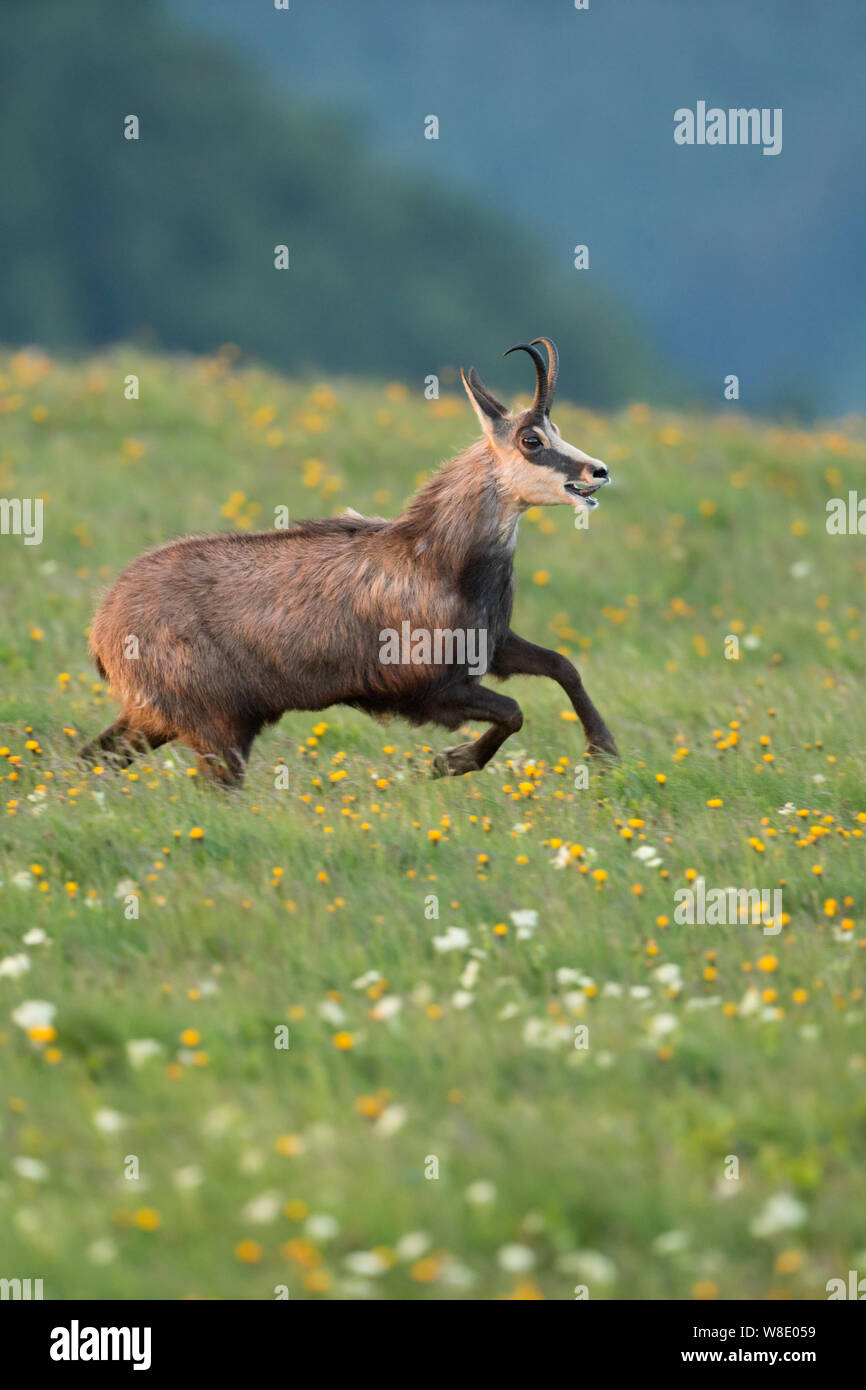 Chamois / Gaemse ( Rupicapra rupicapra ) running, jumping over flowering alpine mountain meadows, in action, full of joy, joyful, Europe. Stock Photo