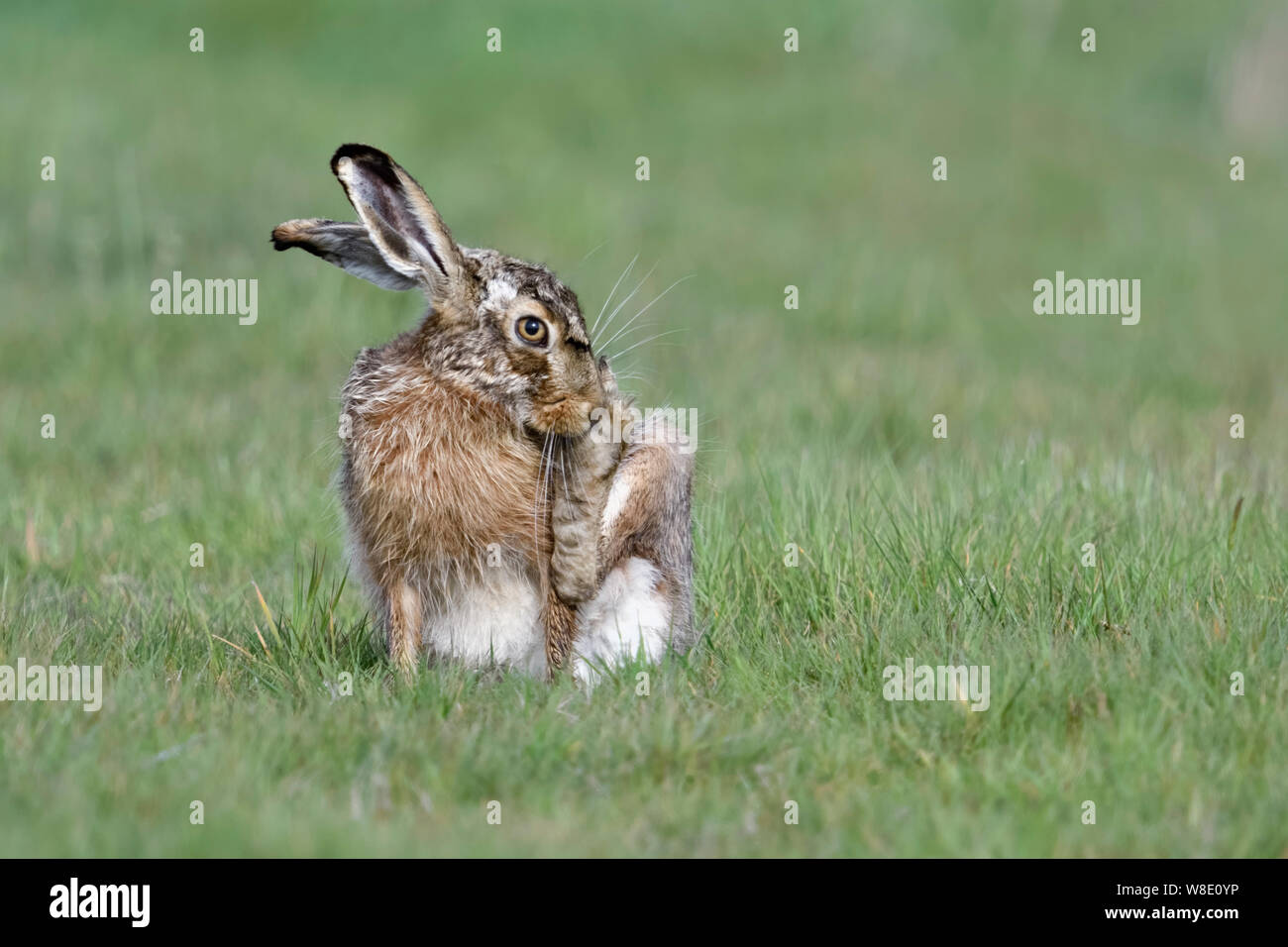 Brown Hare / European Hare / Feldhase ( Lepus europaeus ) grooming, cleaning its hind paw, taking care of paws, wildlife, Europe. Stock Photo