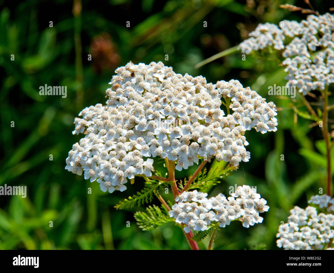 Beautiful white summer flowers Stock Photo Alamy
