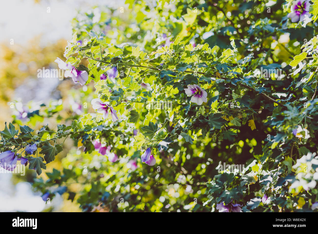 My Nice Garden Hibiscus Syriacus Purple Rose Of Sharon With