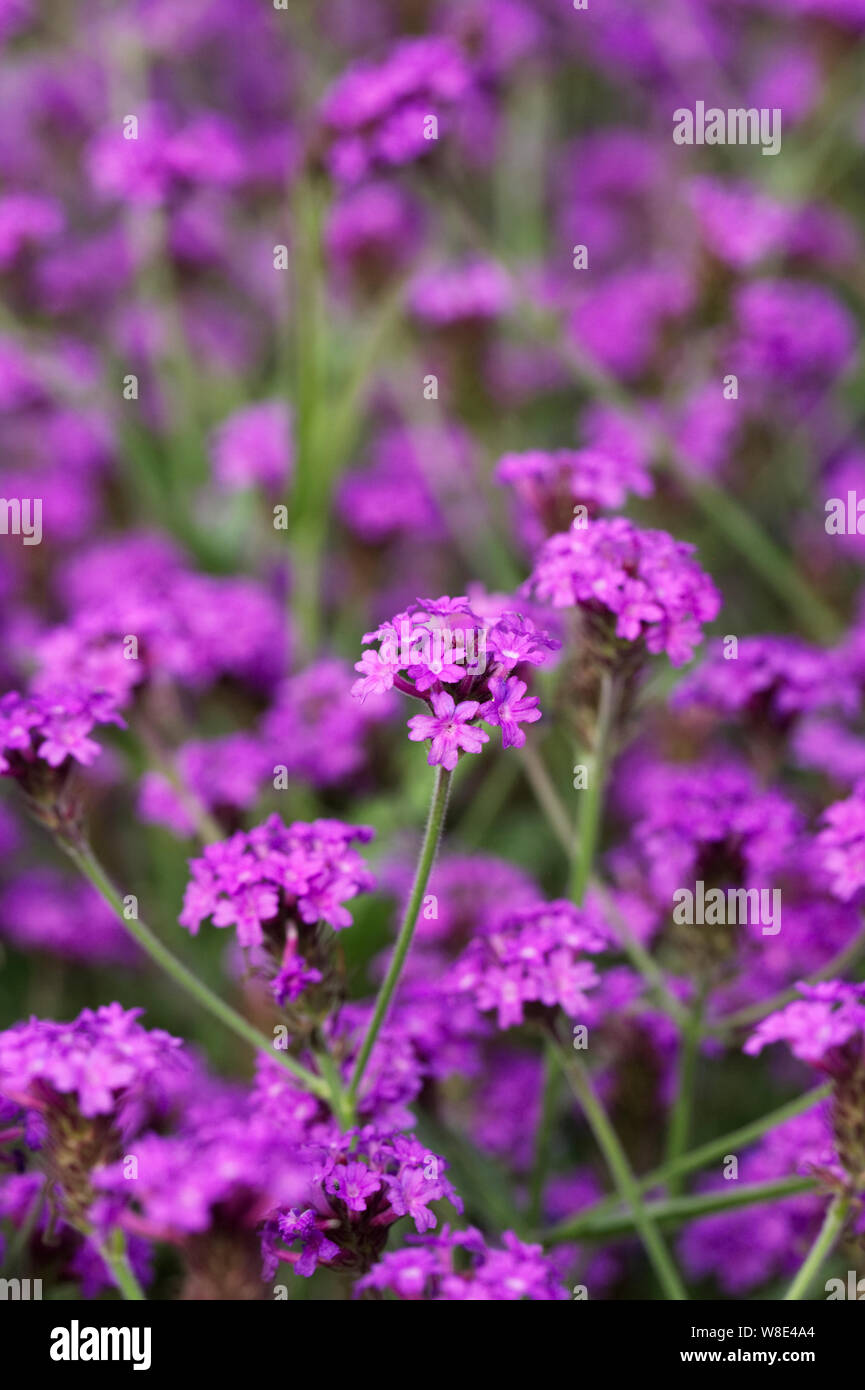 Verbena rigida 'Santos Purple' flowers Stock Photo