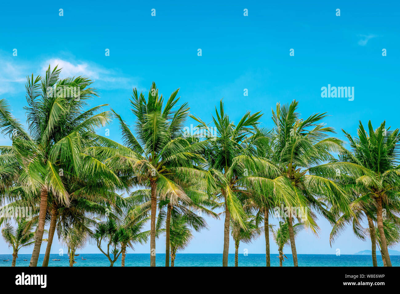 Coconut trees at the beach With a blue sky as the background Stock ...