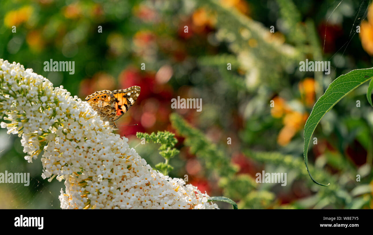Painted lady/ Vanessa cardui butterfly collecting nectar from bright white buddleja flower on colorful natural background Stock Photo