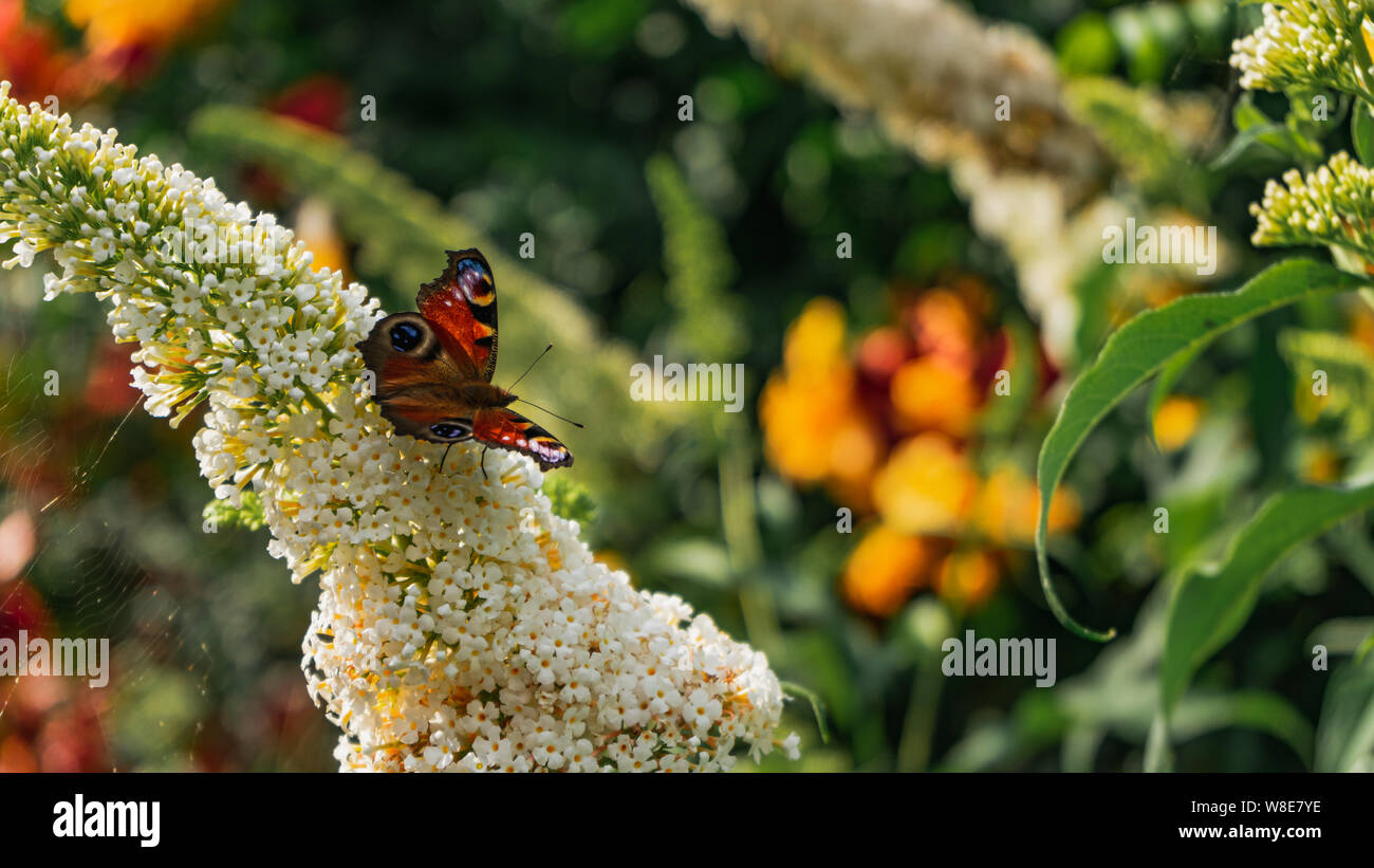 Beautifully bright colored european peacock butterfly on white buddleja flower Stock Photo