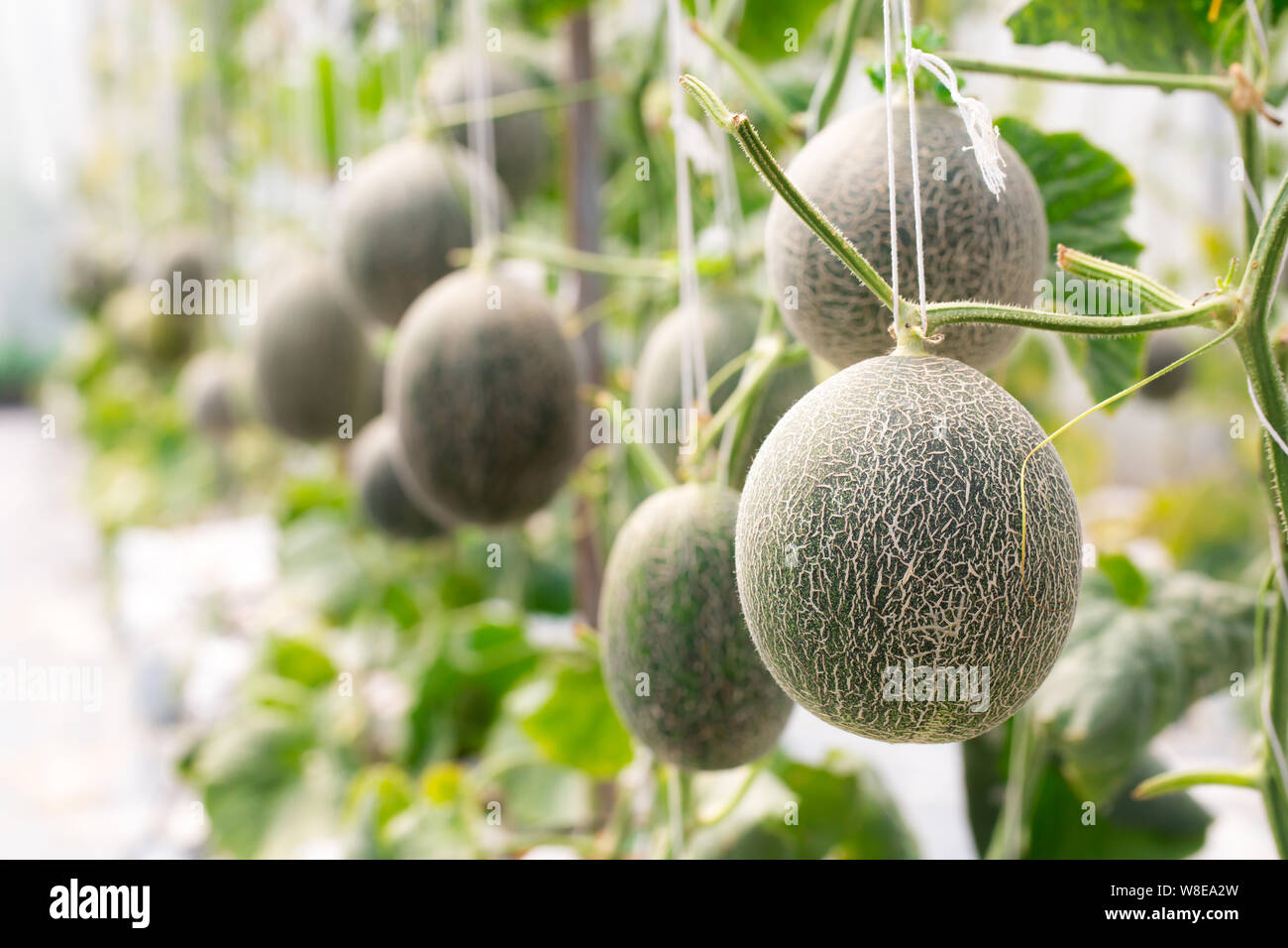 Cantaloupe melons growing in a greenhouse supported by string Stock