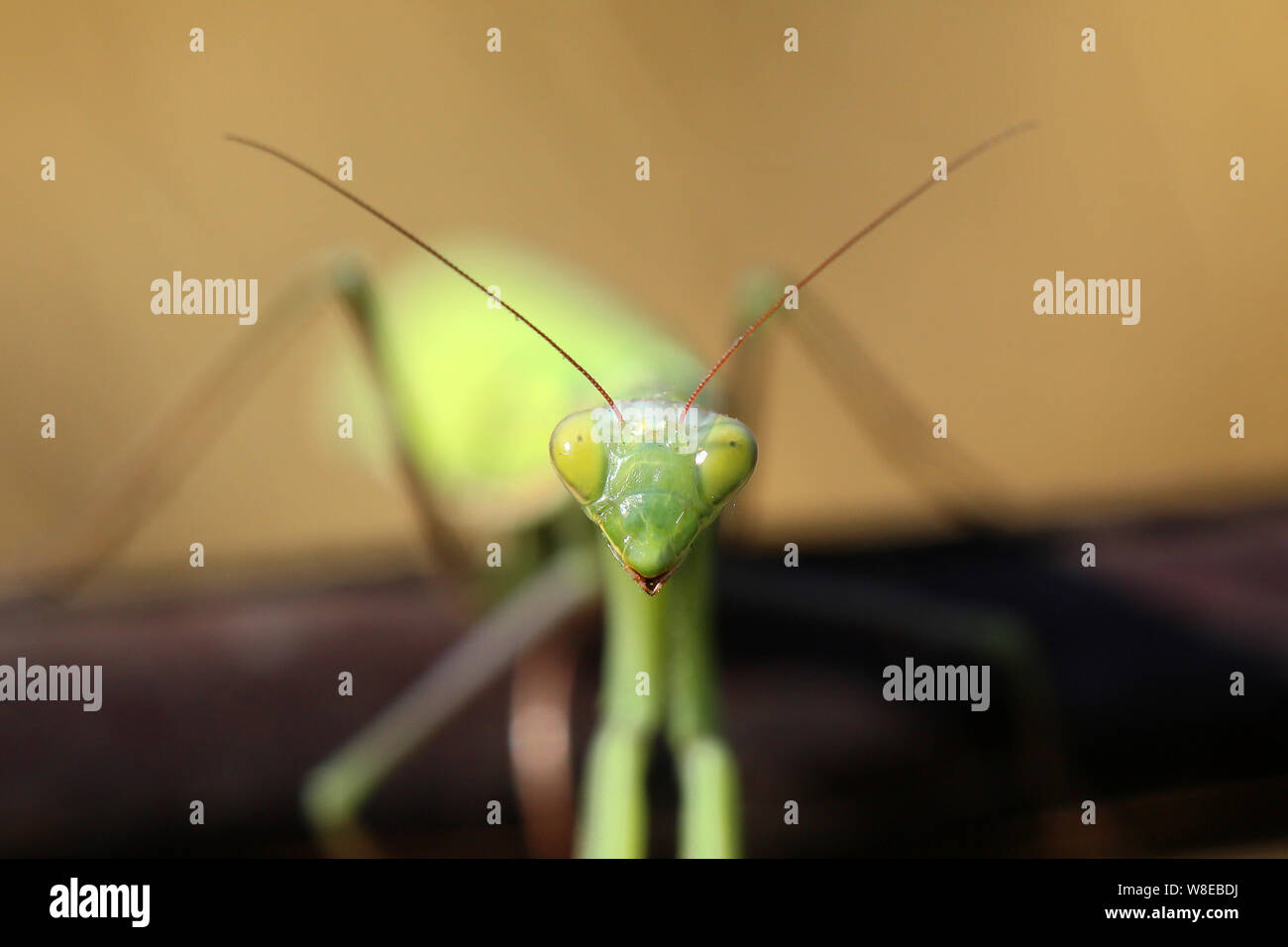 A green mantis is waiting for the victim Stock Photo