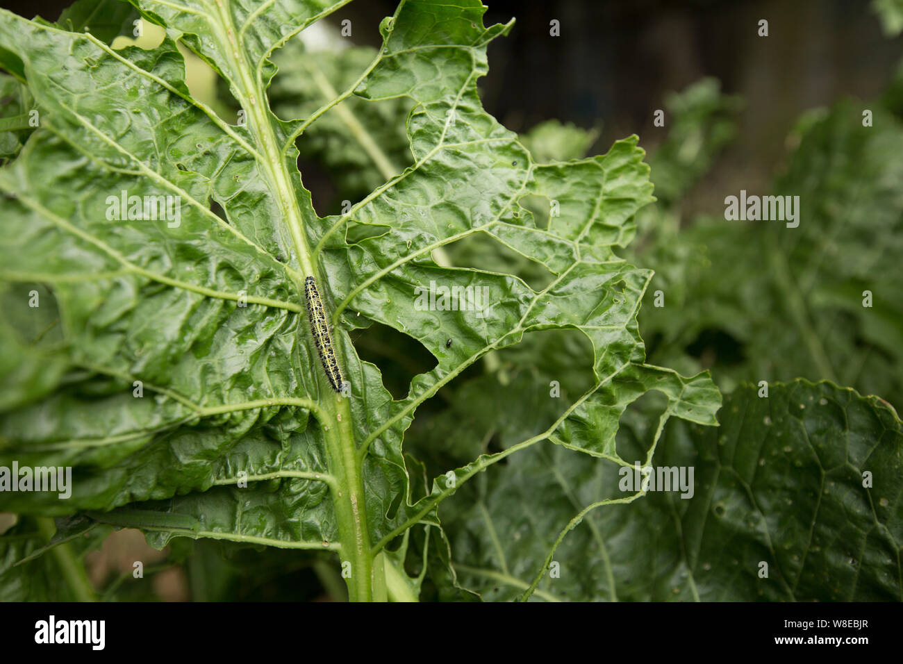Wild horseradish, Armoracia rusticana, growing on the banks of the