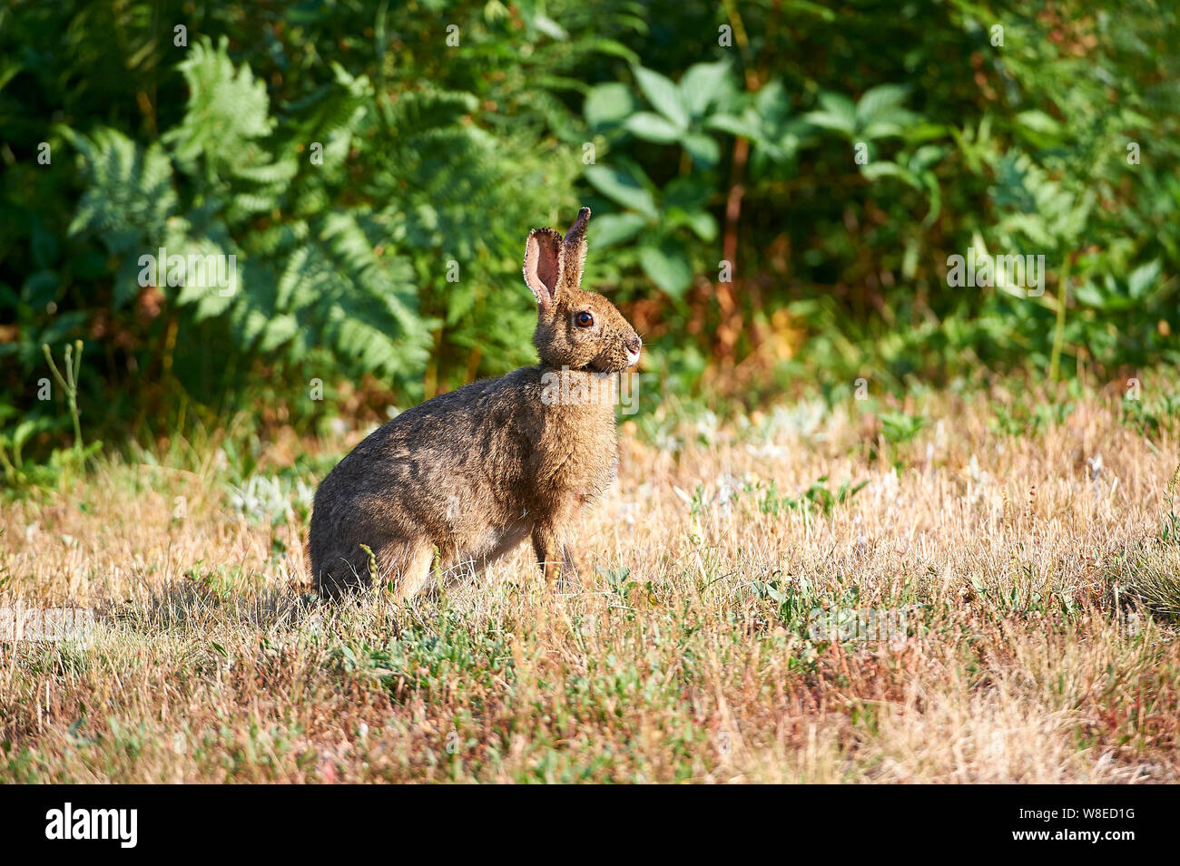 Snowshoe Hare (Lepus americanus) in summer coat, Cherry Hill, Nova Scotia, Canada Stock Photo