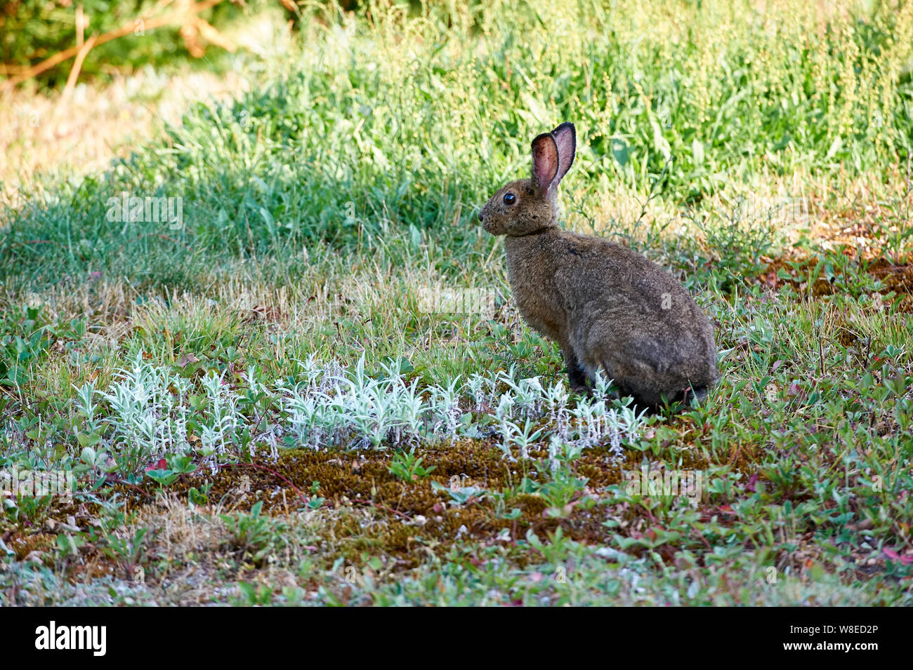 Snowshoe Hare (Lepus americanus) in summer coat, Cherry Hill, Nova Scotia, Canada Stock Photo