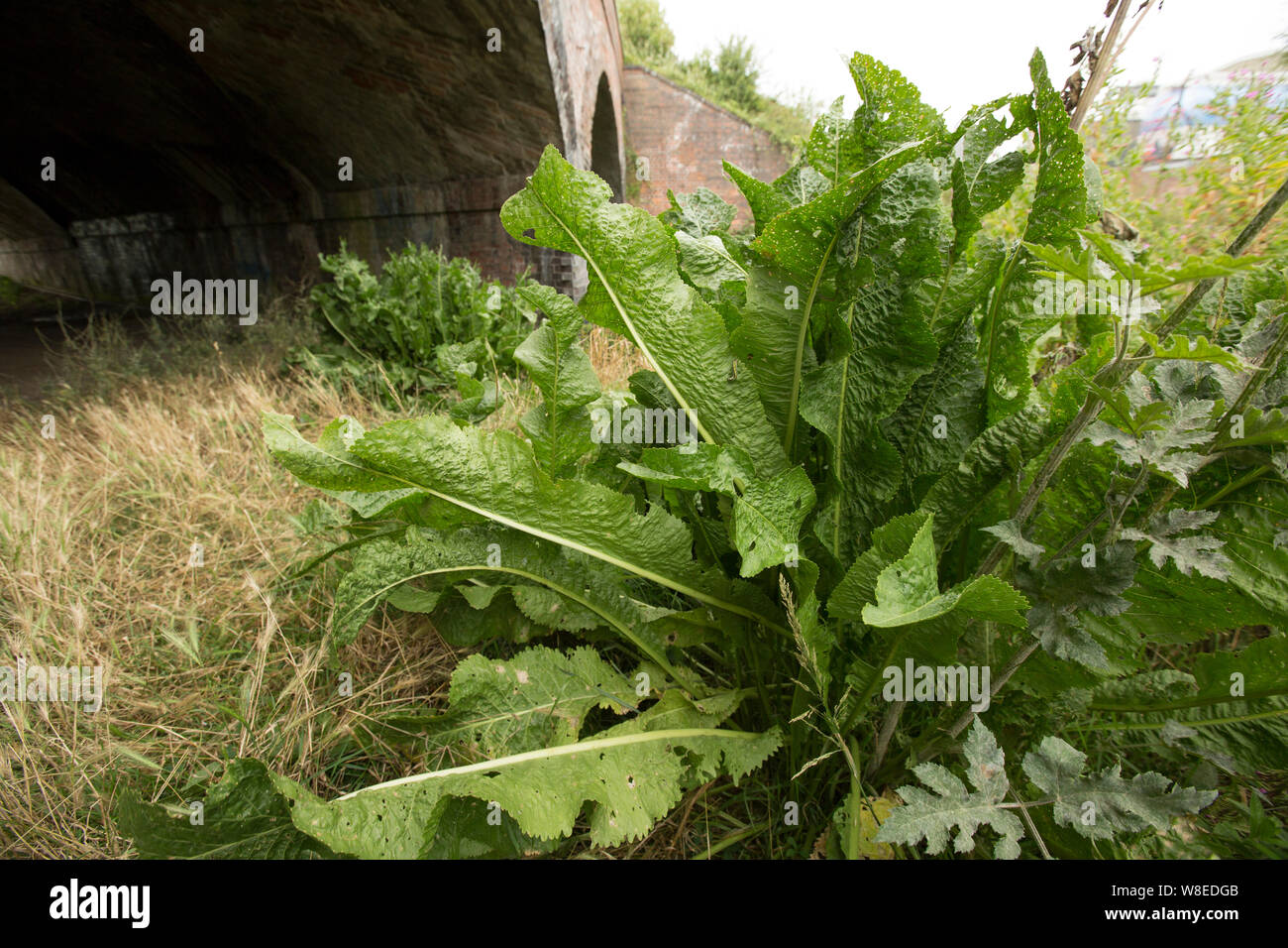Horseradish plant hi-res stock photography and images - Alamy