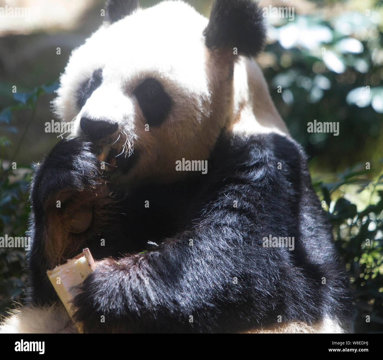 29-year-old male giant panda An An eats bamboo during a birthday ...