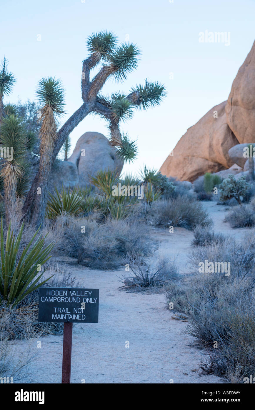Joshua Trees (Yucca brevifolia) or Yucca Trees rise above the low
