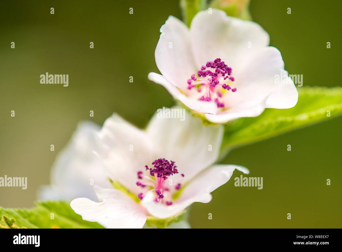 Medicinal plant marsh-mallow with flower in summer Stock Photo