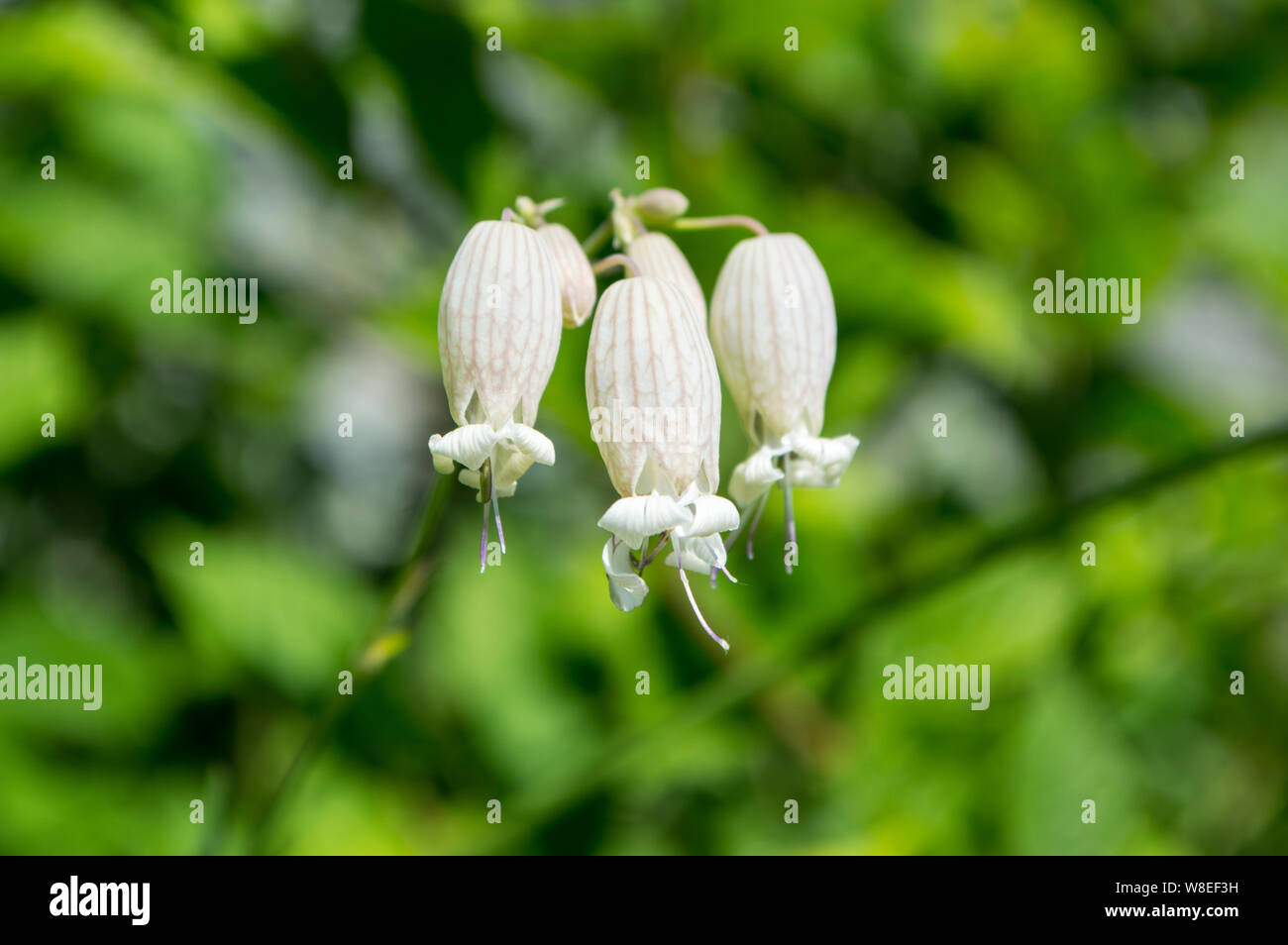 Silene Vulgaris flower Stock Photo