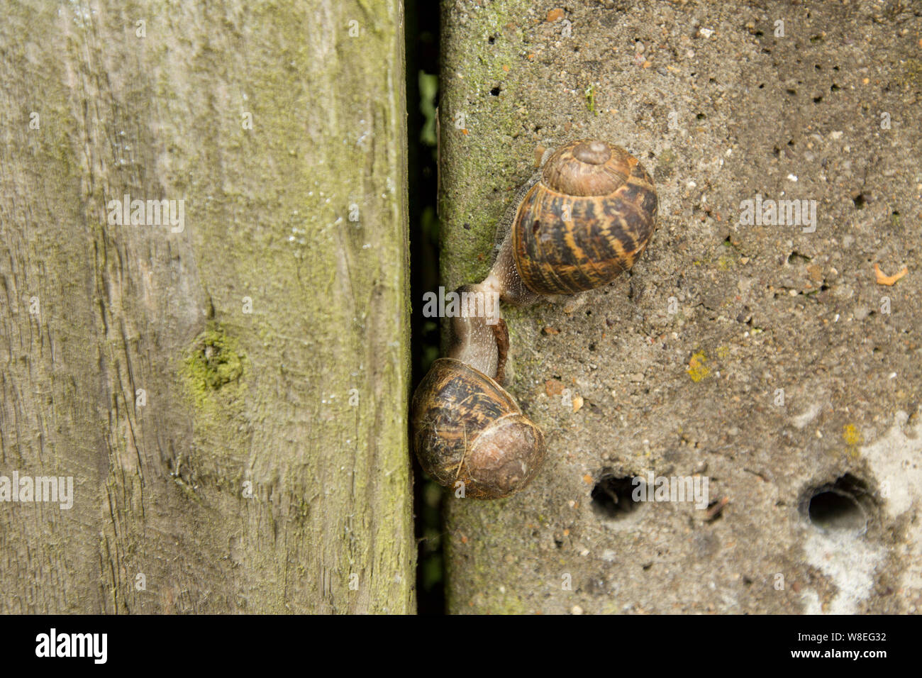 Two garden snails, Cornu aspersum, mating on a stone fence next to a road. North Dorset England UK GB. Stock Photo