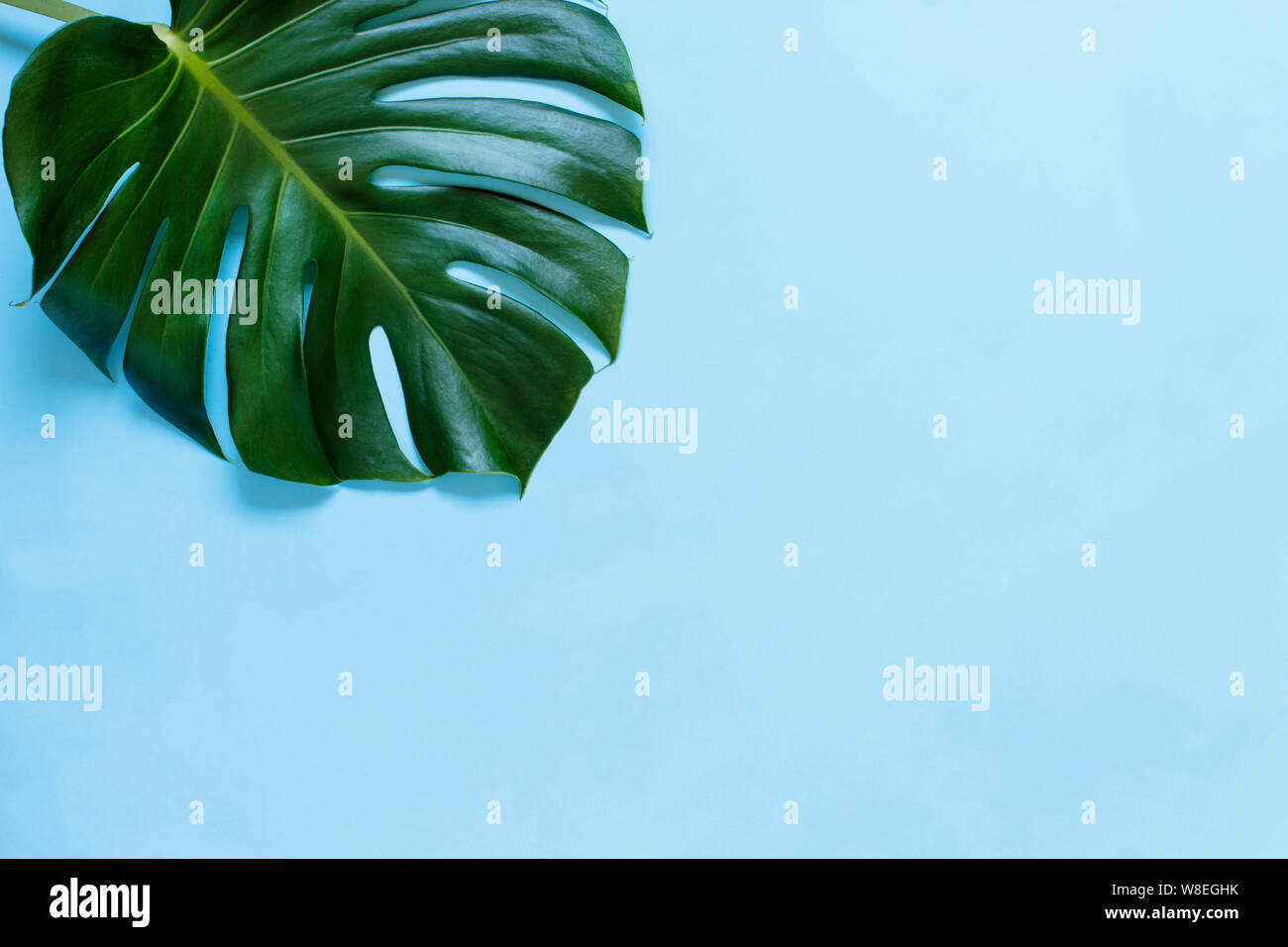 Tropical monstera leaf on a  light blue background top view Stock Photo