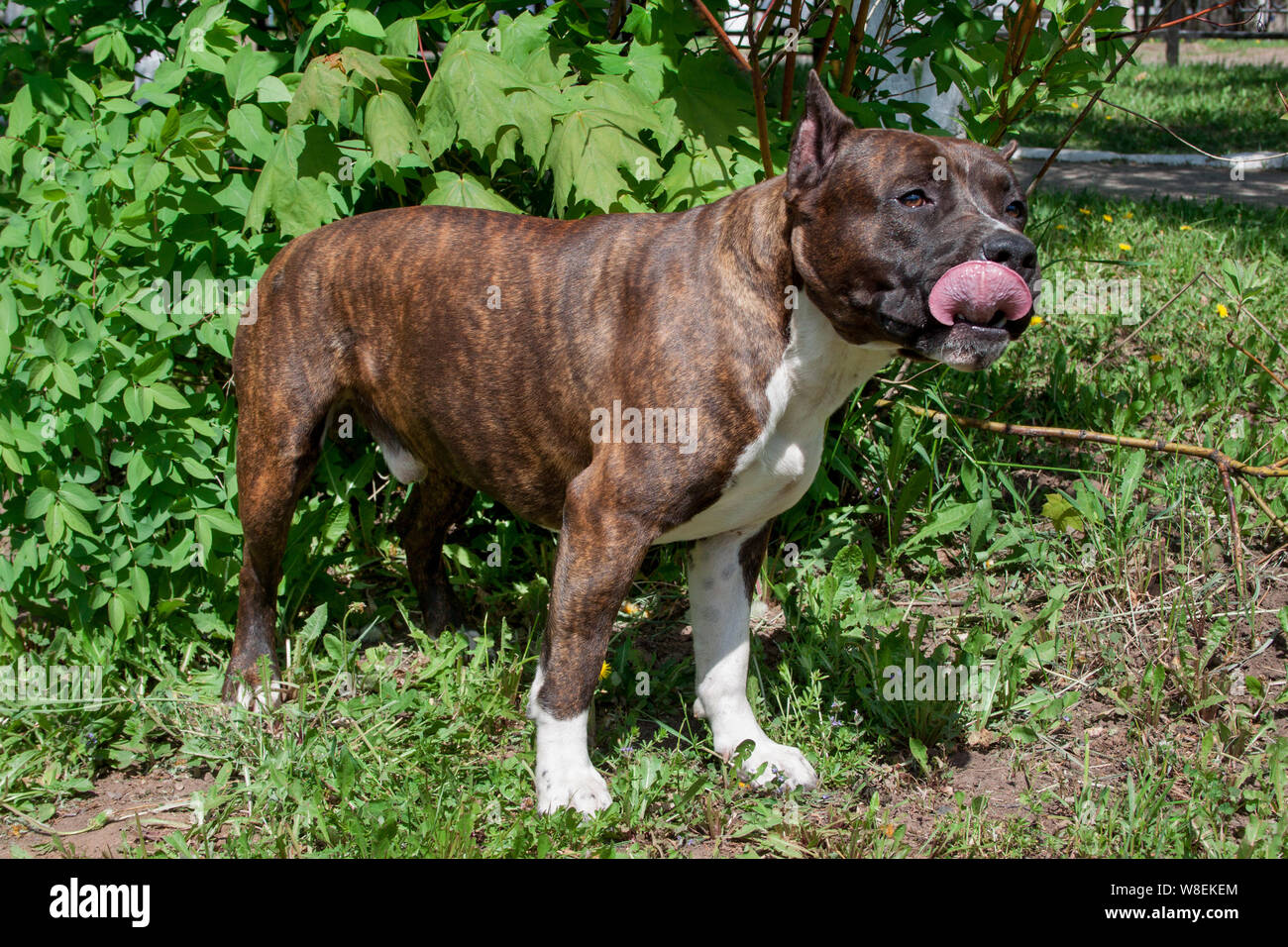 American staffordshire terrier puppy is standing by the green bush. Pet animals. Stock Photo