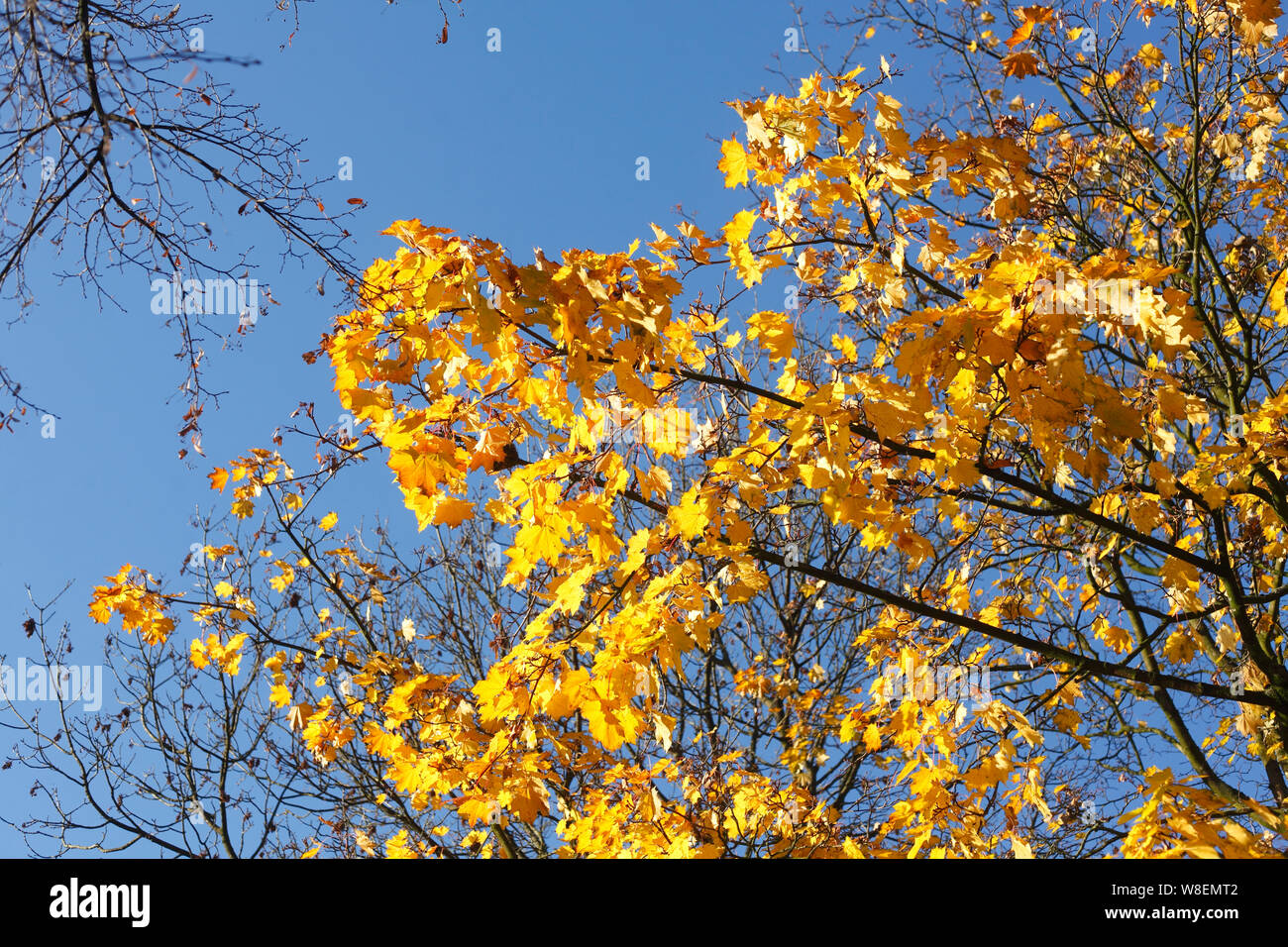 Yellow discolored leaves in autumn on a deciduous tree hi-res stock ...