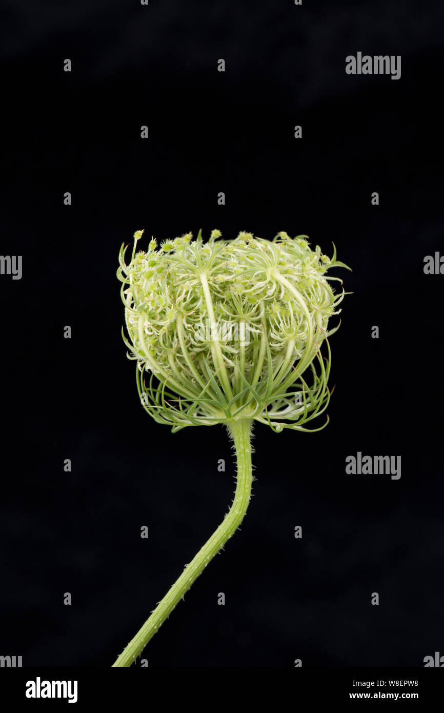 The developing, unripe seed head of a wild carrot plant, Daucus carota, That was one of several growing at the side of a road on chalky ground in sout Stock Photo