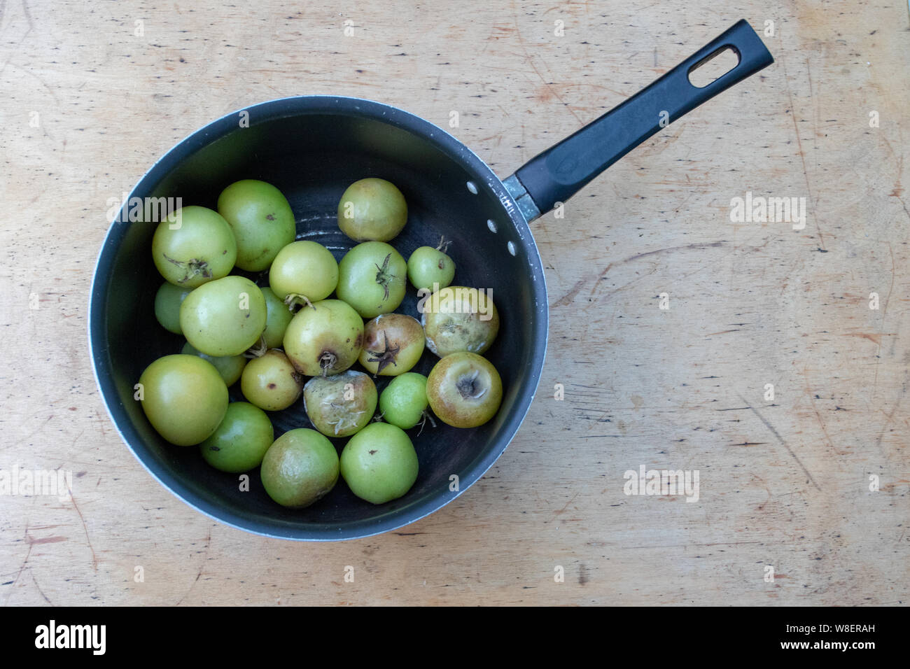 Green tomatoes some mouldy in a saucepan Stock Photo