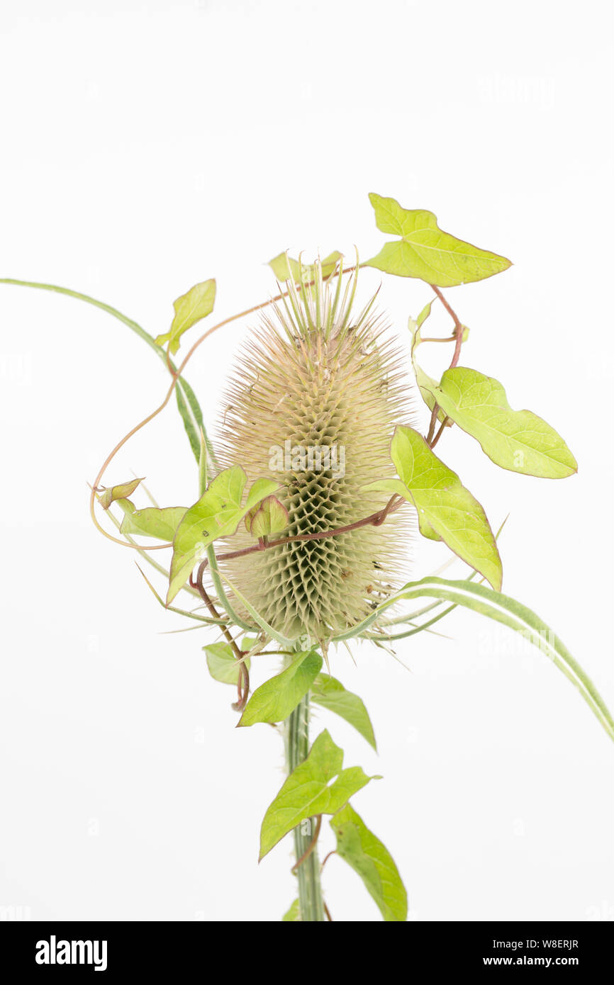 A Teasel head, Dipsacus fullonum, that has bindweed climbing up around it. Studio picture on a white background. North Dorset England UK GB Stock Photo