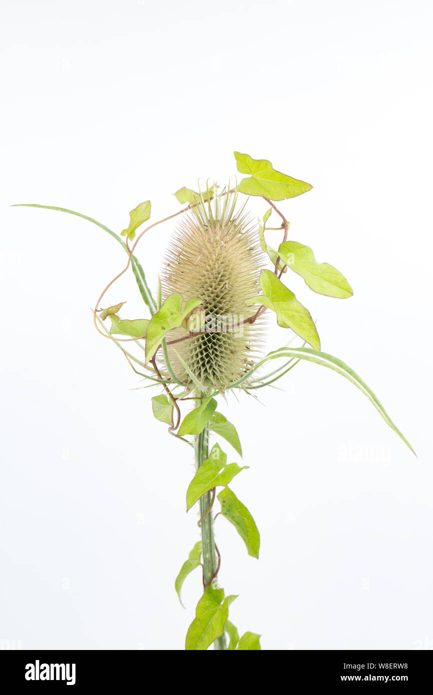 A Teasel head, Dipsacus fullonum, that has bindweed climbing up around it. Studio picture on a white background. North Dorset England UK GB Stock Photo