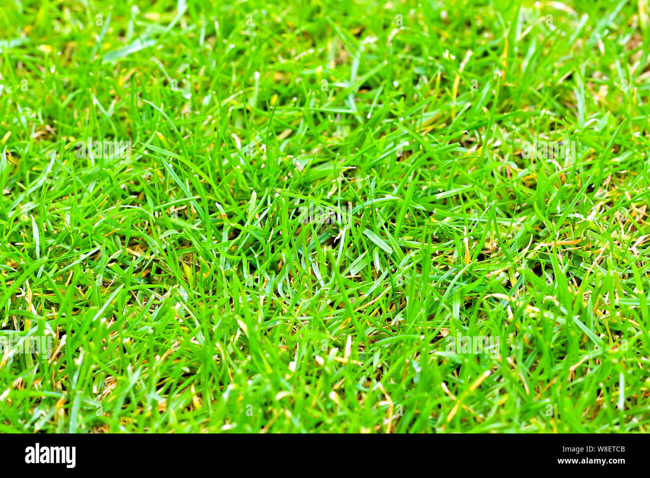 Close shot green park plants hi-res stock photography and images - Alamy