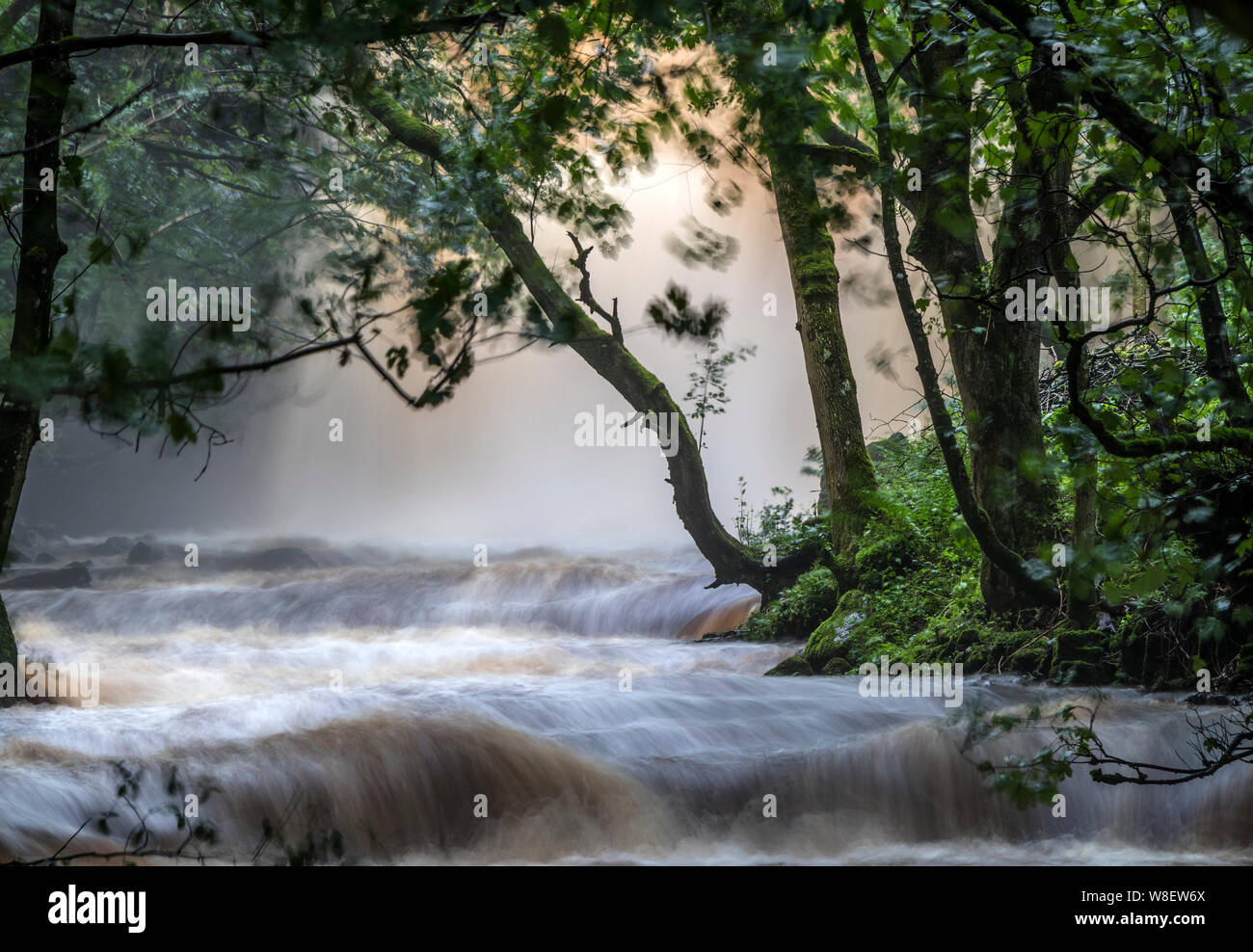 Summerhill Force, Teesdale, County Durham, UK. 9th August 2019. UK Weather.  With a Met Office yellow weather warning for thunderstorms and heavy rain in force floodwater thunders over Summerhill Force. Credit: David Forster/Alamy Live News Stock Photo