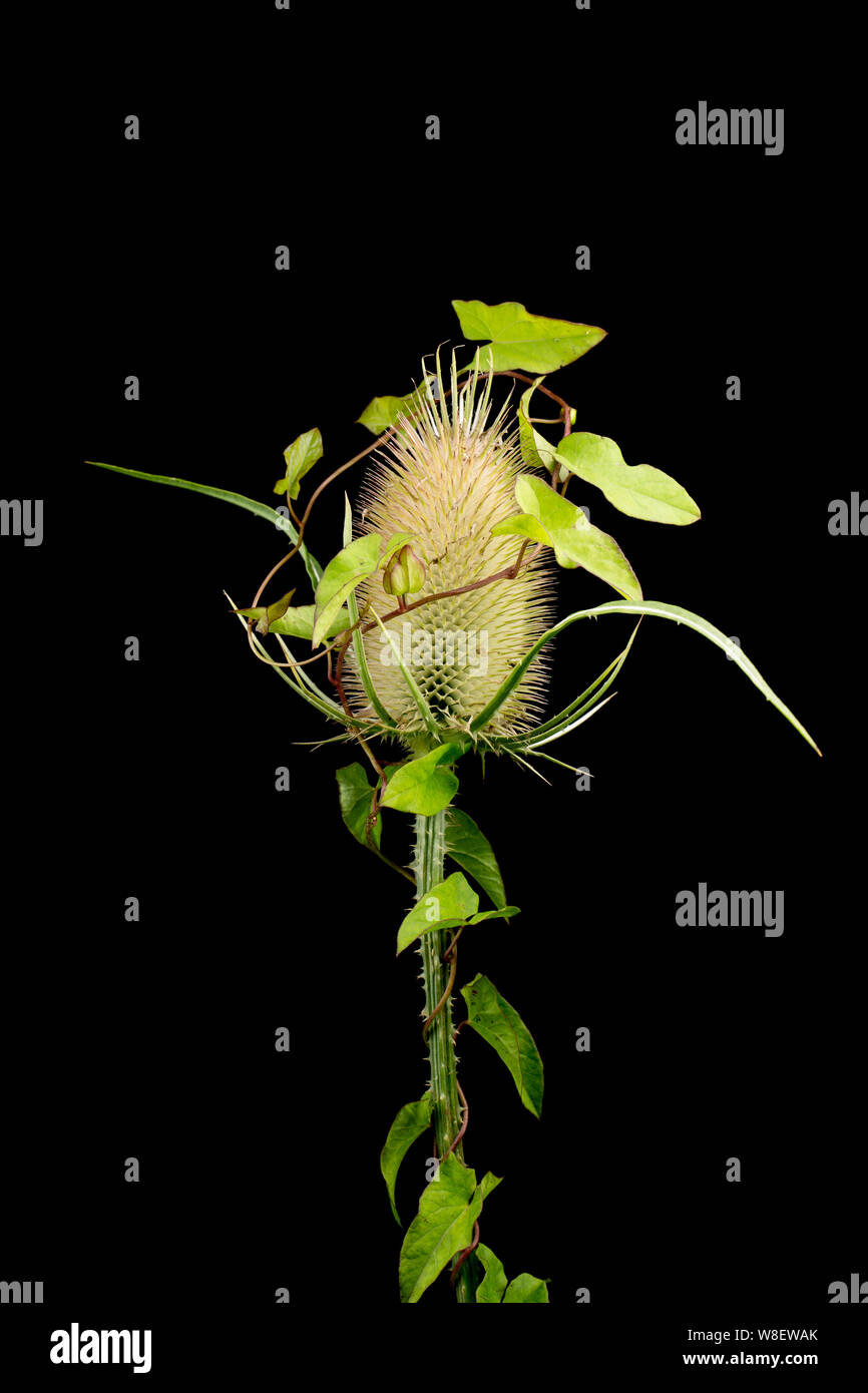 A Teasel head, Dipsacus fullonum, that has bindweed climbing up around it. Studio picture  on a black background. North Dorset England UK GB Stock Photo