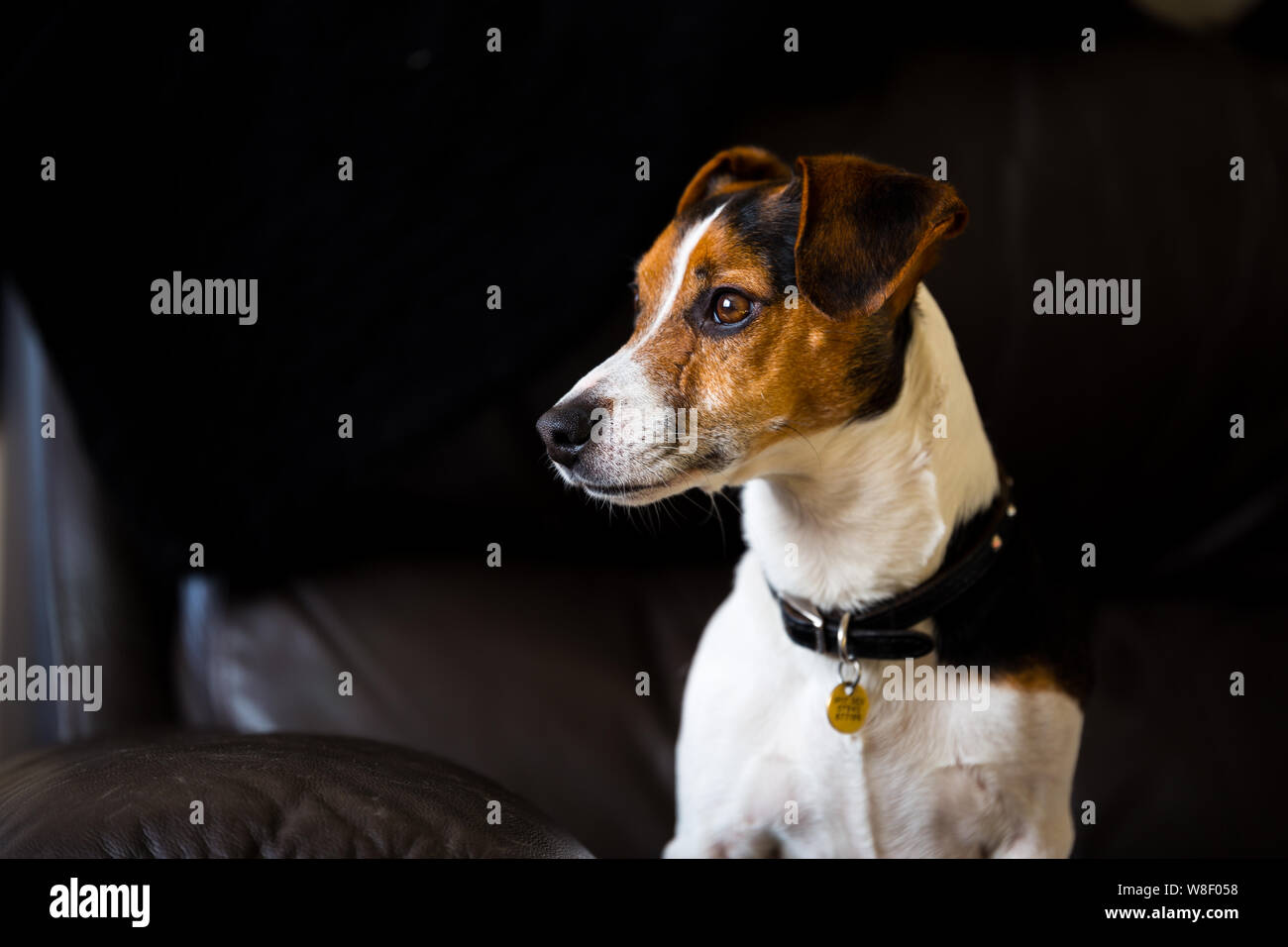 Portrait of a brown/white/black Jack Russell. He is looking off camera to the left with bright window light lighting his face Stock Photo
