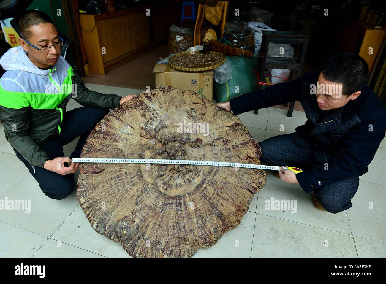 Wei Fangning, right, measures the diameter of a giant mushroom (ganoderma lucidum) in his local specialties shop in Hezhou city, south Chinas Guangxi Stock Photo