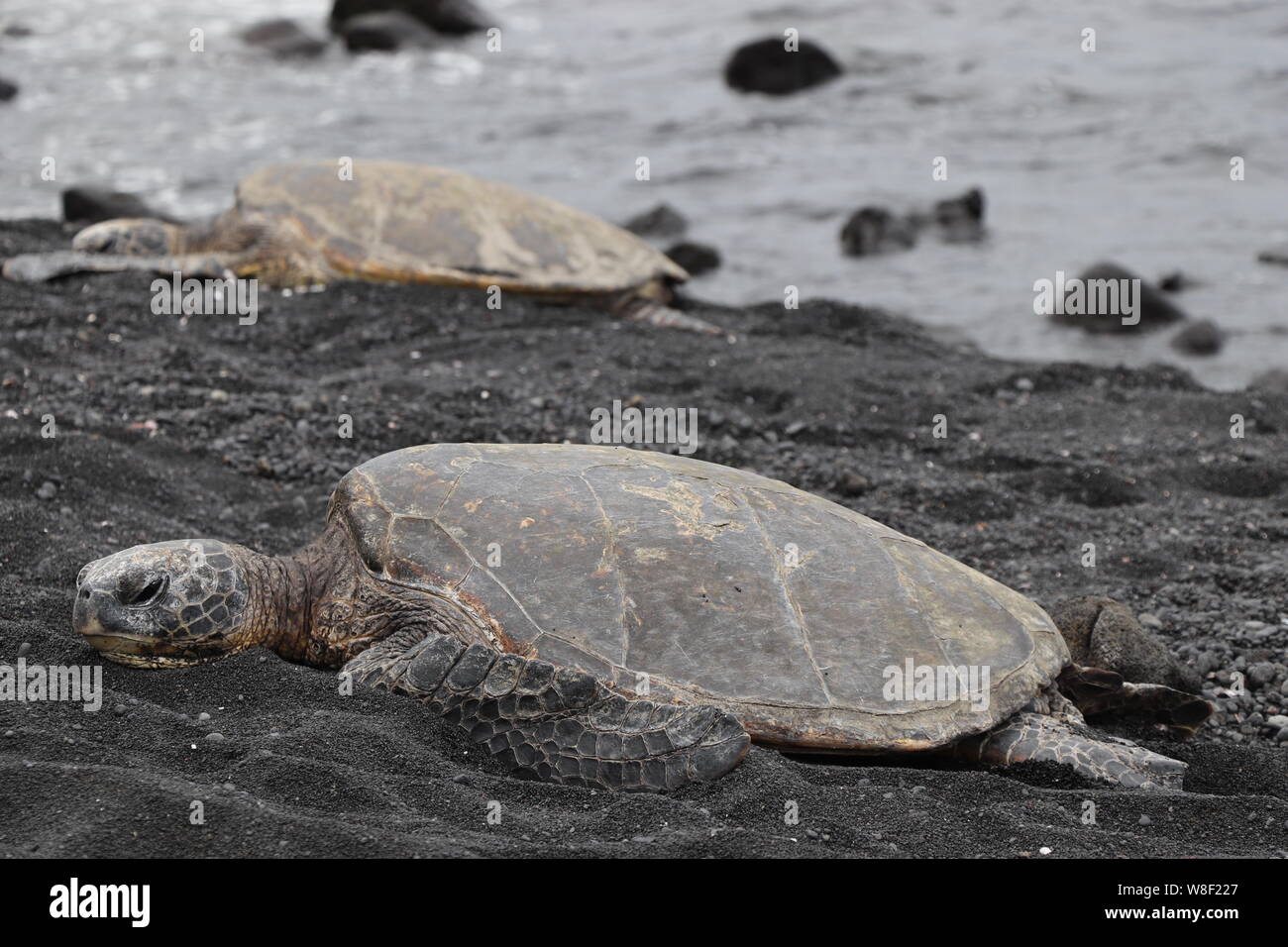 Sea Turtle on Beach Stock Photo