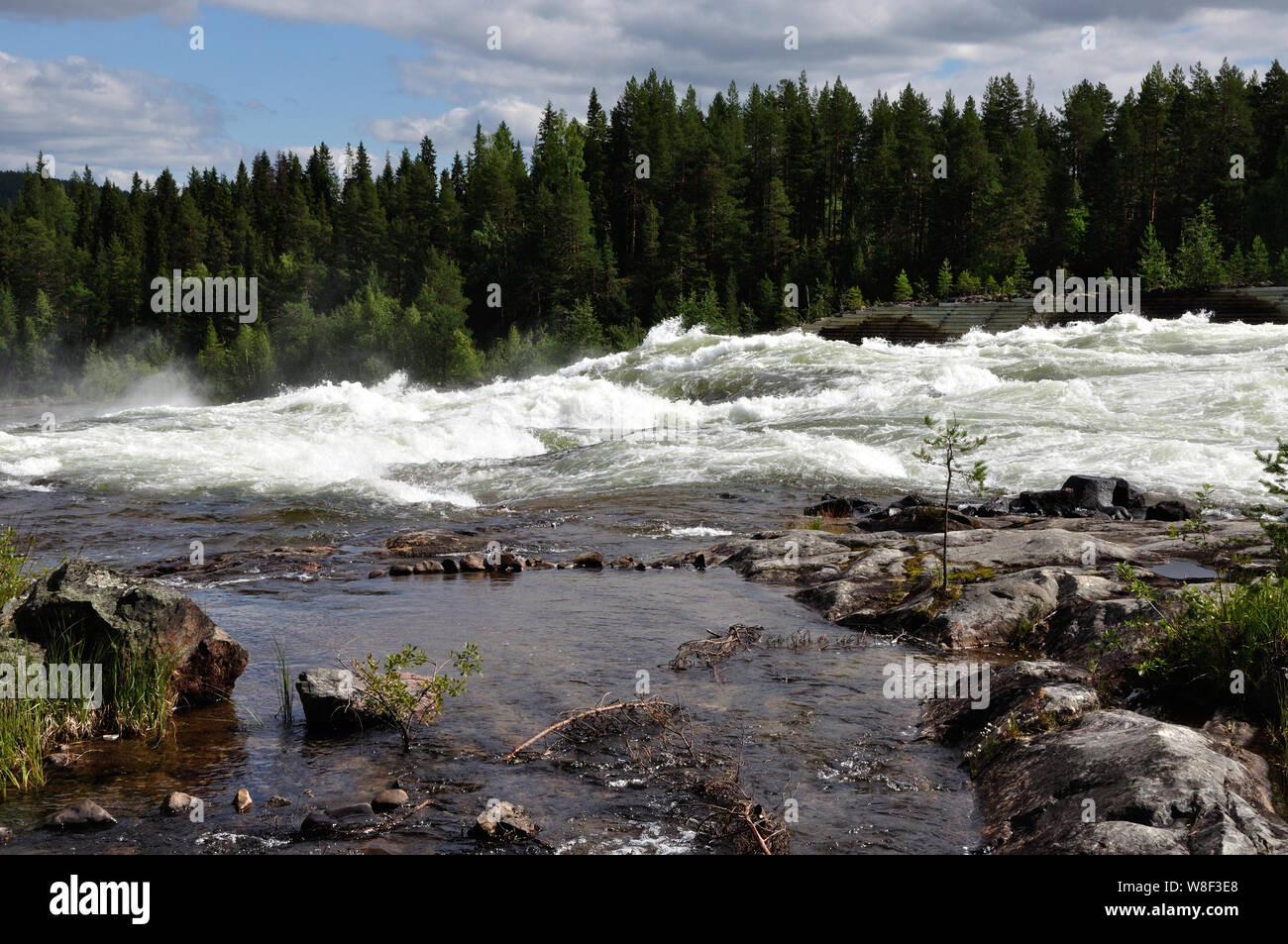 An den imposanten Stromschnellen Storforsen in Nordschweden. Sie gehören mit einer Fallhöhe von 60 Metern zu den größten Stromschnellen Skandinaviens. Stock Photo