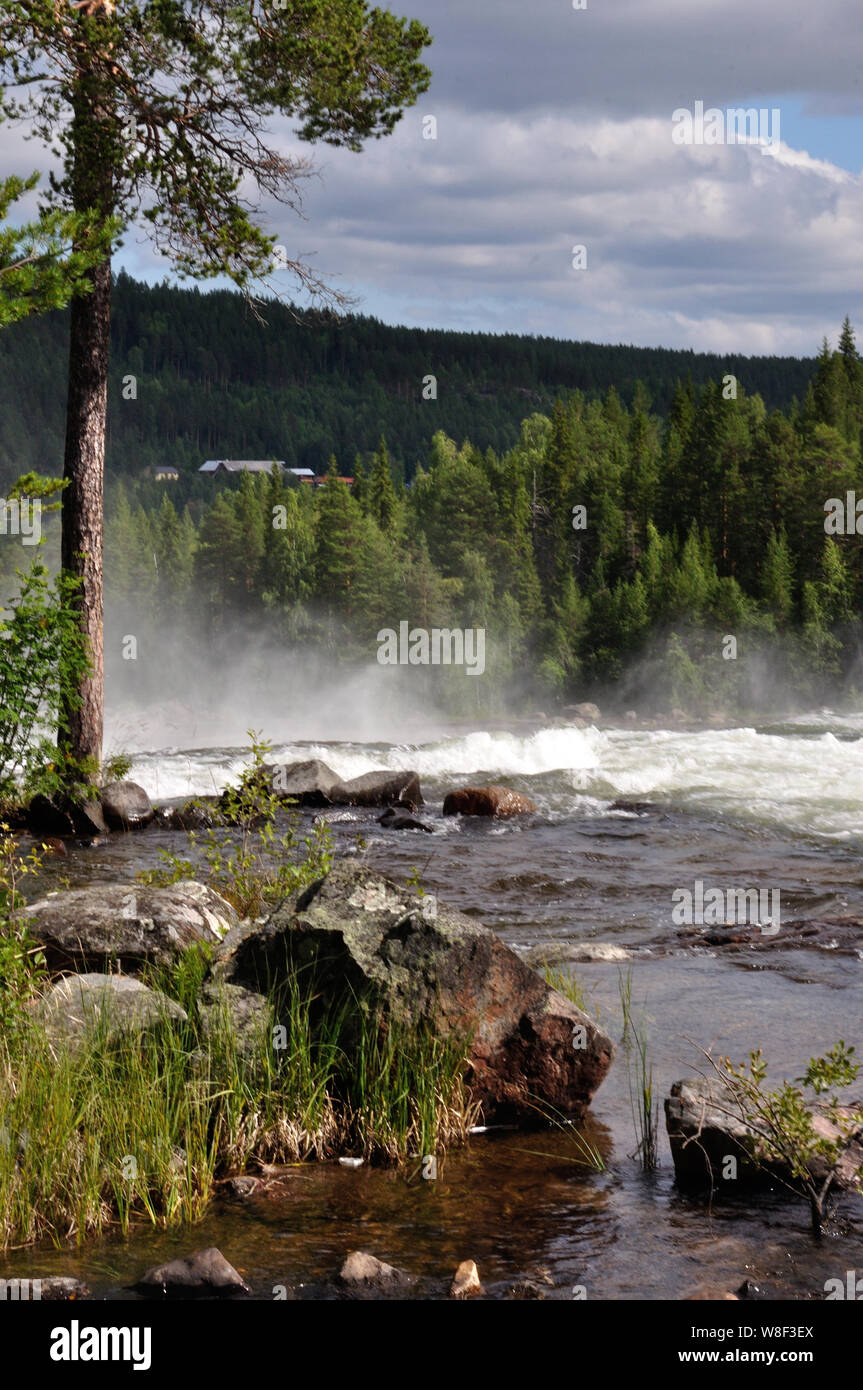 An den imposanten Stromschnellen Storforsen in Nordschweden. Sie gehören mit einer Fallhöhe von 60 Metern zu den größten Stromschnellen Skandinaviens. Stock Photo
