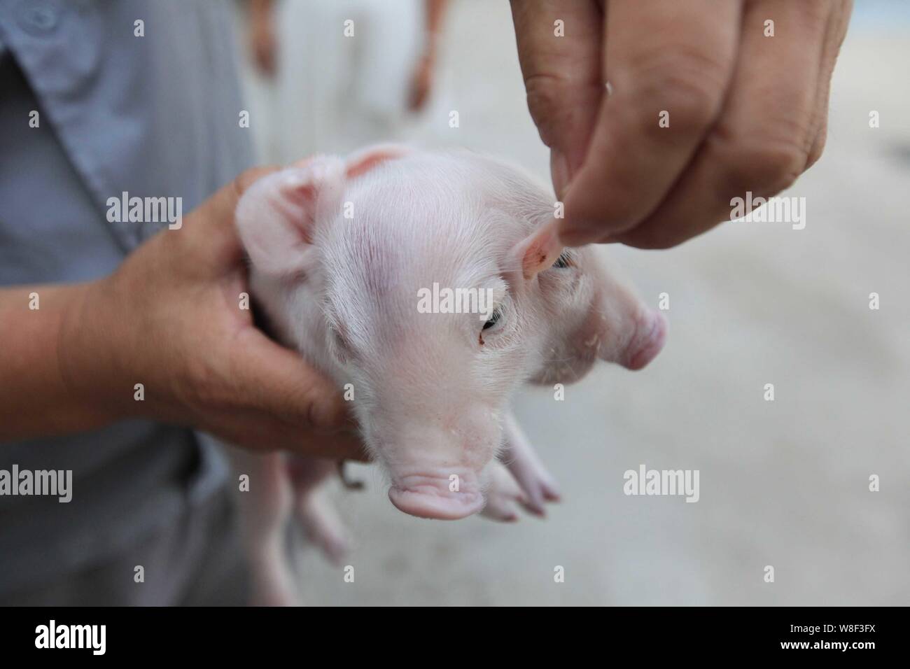 A Chinese farmer shows a two-headed pig at a farm in Xinkou town, Tianjin, China, 28 August 2015.   A two-headed, three-eared pig was born at a farm i Stock Photo