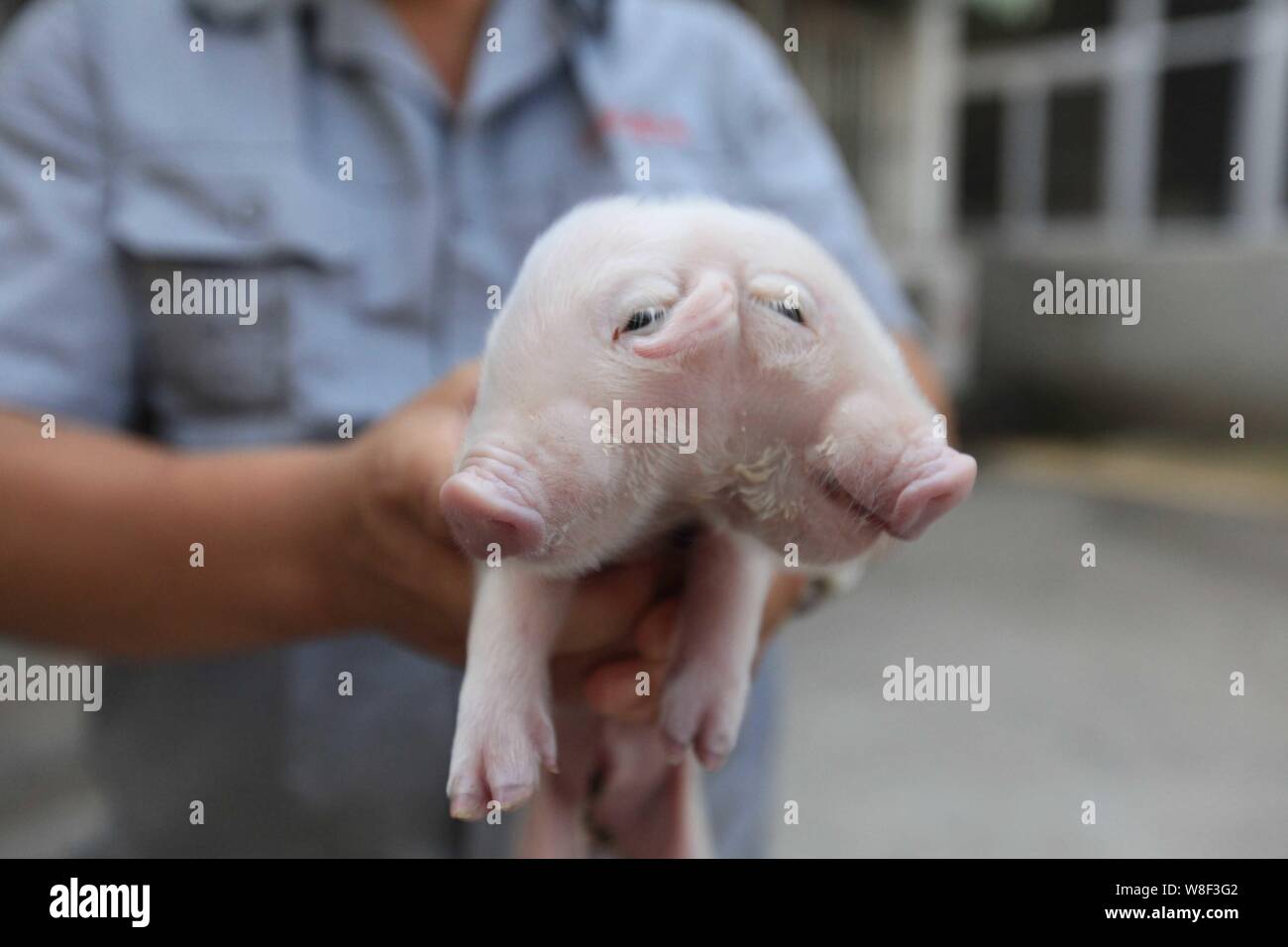 A Chinese farmer shows a two-headed pig at a farm in Xinkou town, Tianjin, China, 28 August 2015.   A two-headed, three-eared pig was born at a farm i Stock Photo