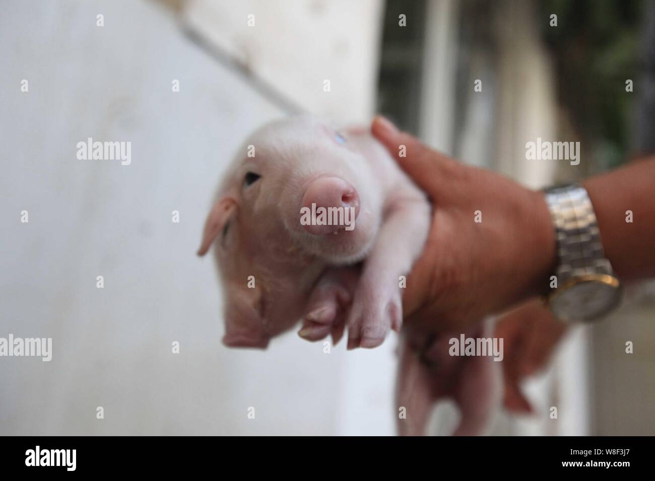 A Chinese farmer shows a two-headed pig at a farm in Xinkou town, Tianjin, China, 28 August 2015.   A two-headed, three-eared pig was born at a farm i Stock Photo