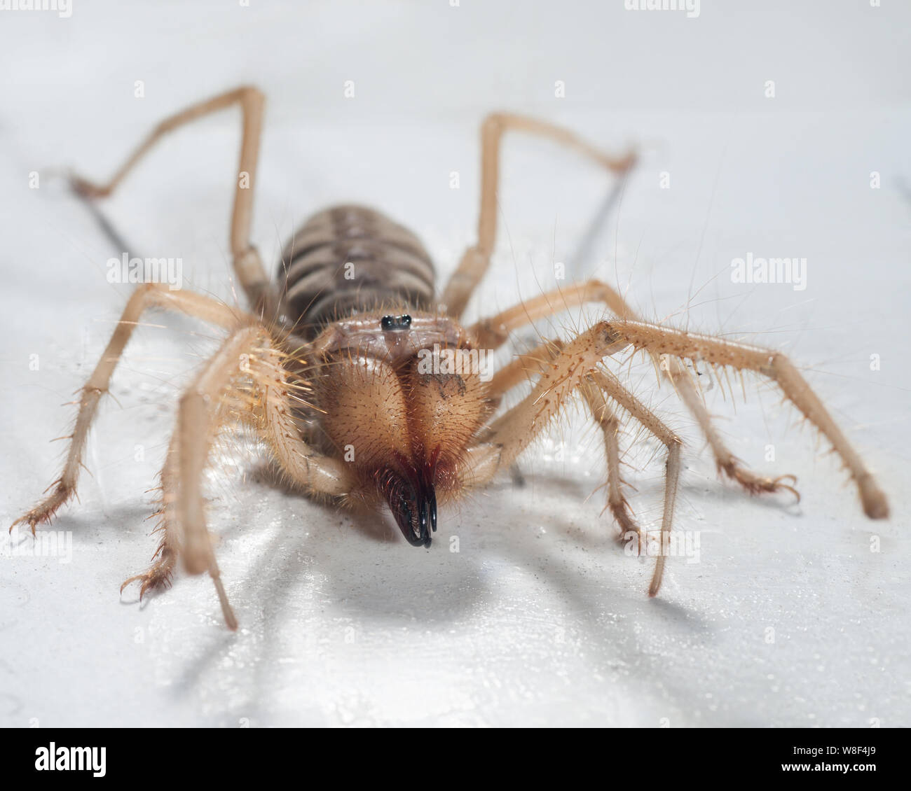 Close up of middle east wind scorpion on a white background. In the process of shooting the spider was not injured, and after it was released into the Stock Photo