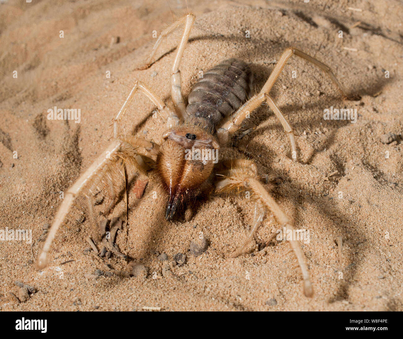 Close up of middle east wind scorpion. In the process of shooting the spider was not injured, and after it was released into the natural environment. Stock Photo