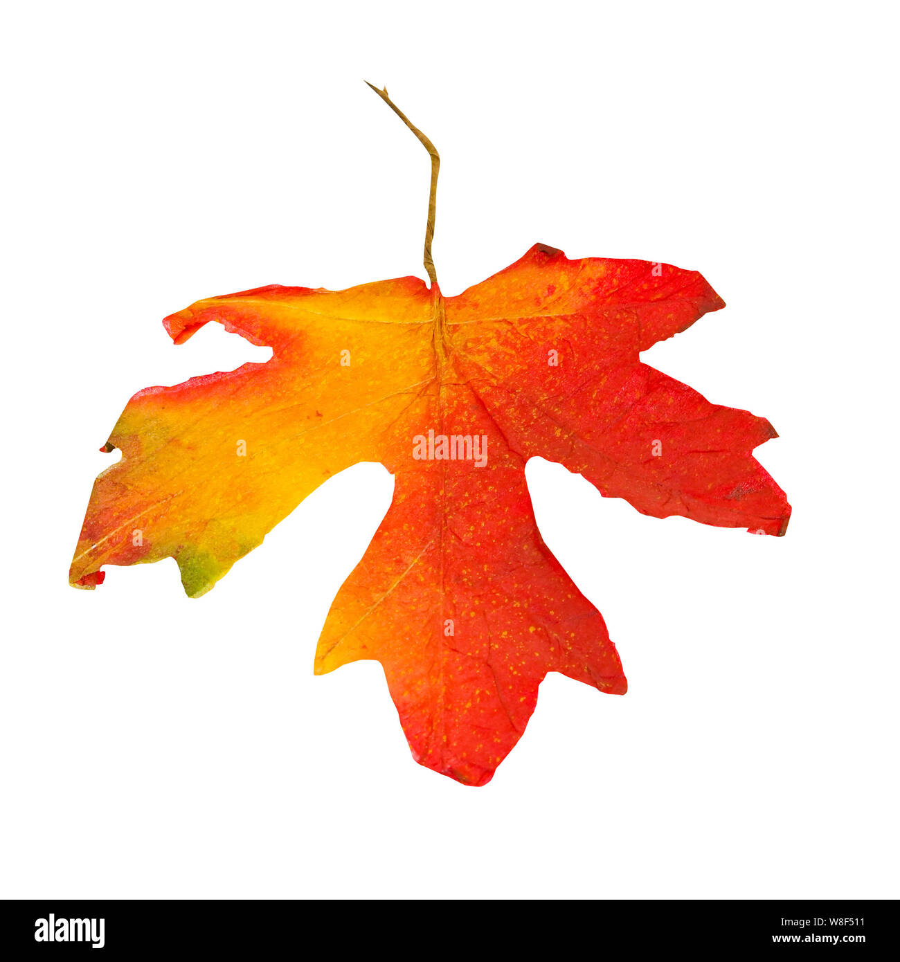 Autumn leaf as design element with clipping path Stock Photo