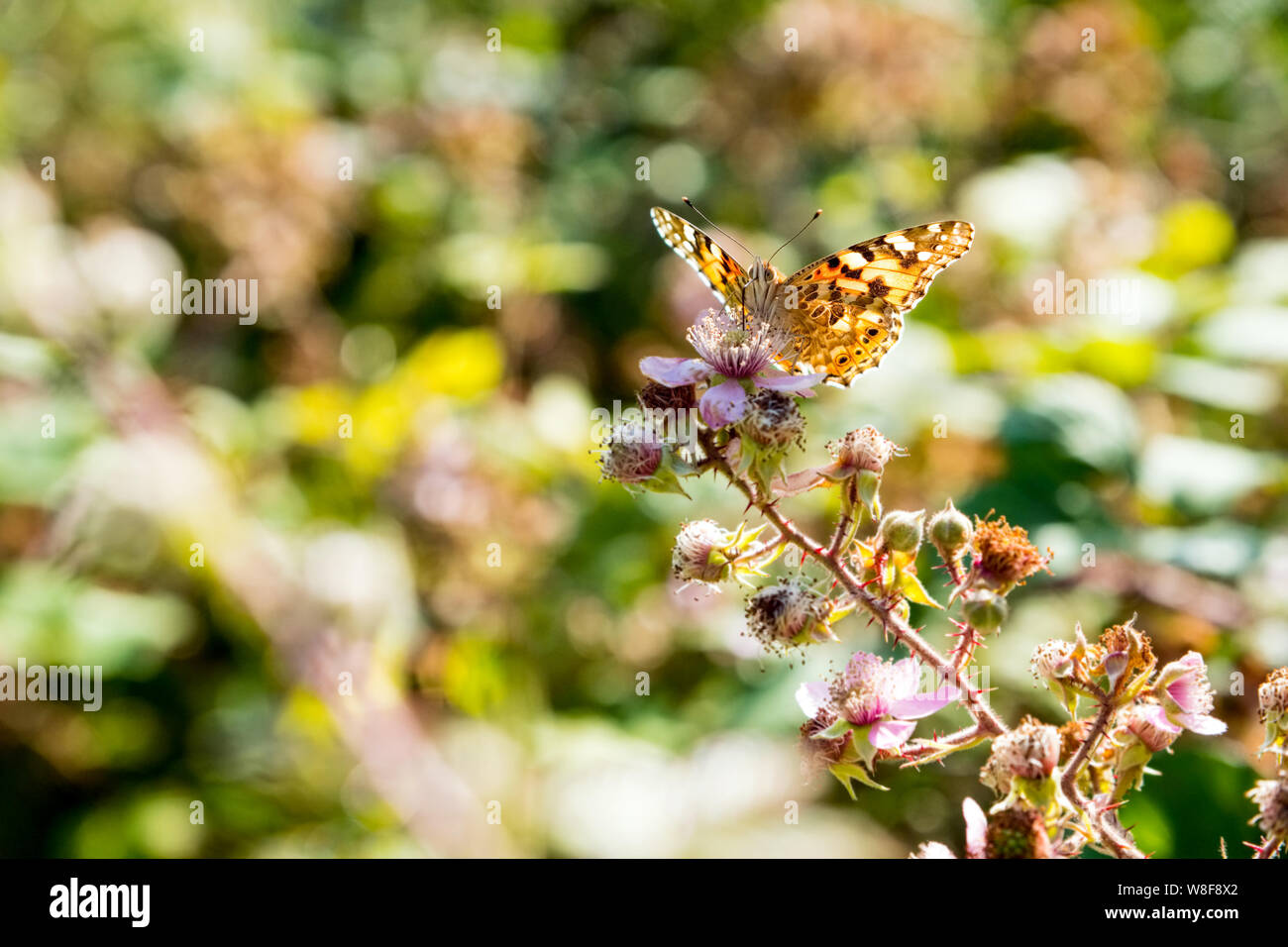 Vanessa cardui, or Painted Lady butterfly on bramble flowers, Wales Stock Photo