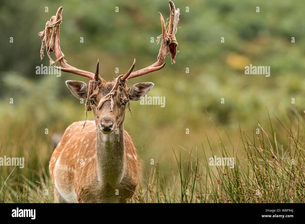 A young fallow deer buck looking straight at the camera with most of
