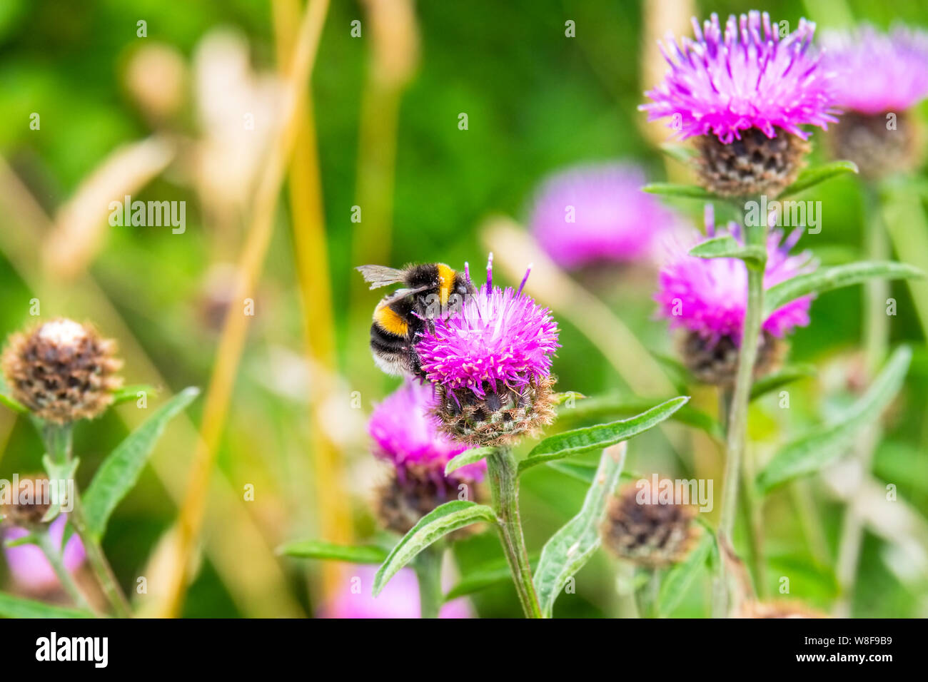A Bumblebee (Bombus) on thistles in a hedgerow, Wales, UK Stock Photo