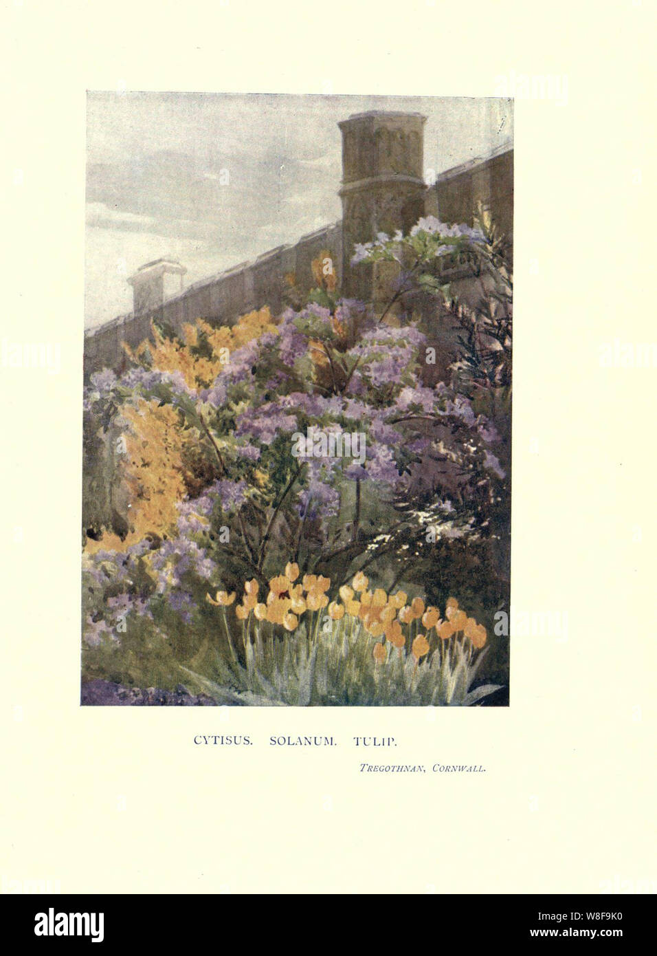 Garden colour London,E. P. Dutton & company,1905. http://biodiversitylibrary.org/item/57958 Stock Photo
