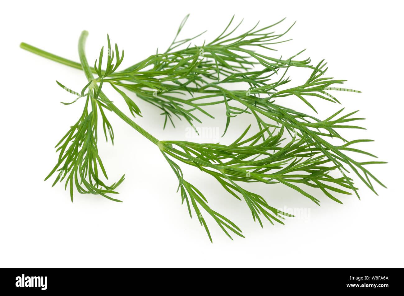 Fresh green dill isolated on white background Stock Photo Alamy