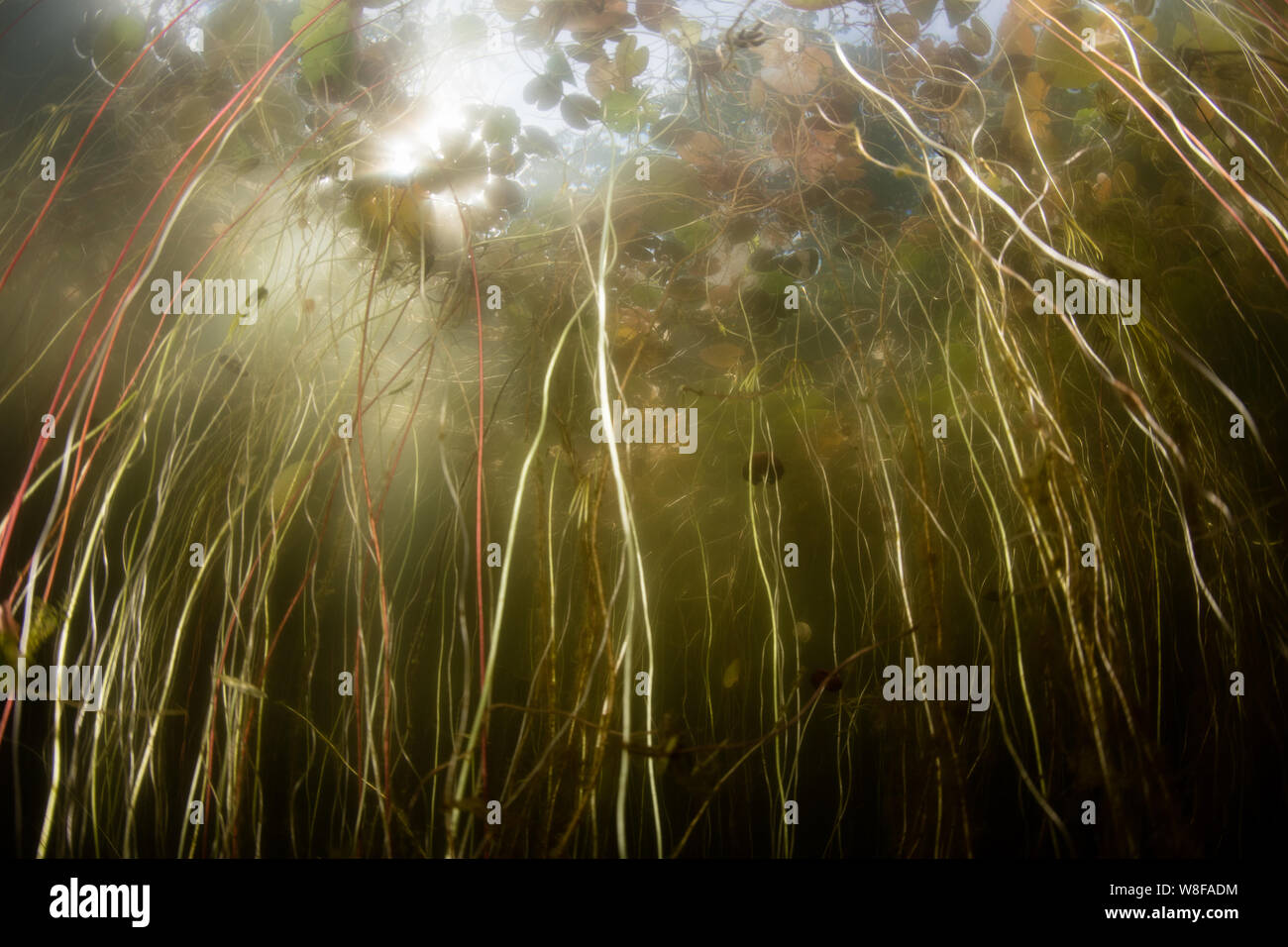 Lily pads grows wild in a shallow pond on Cape Cod, Massachusetts