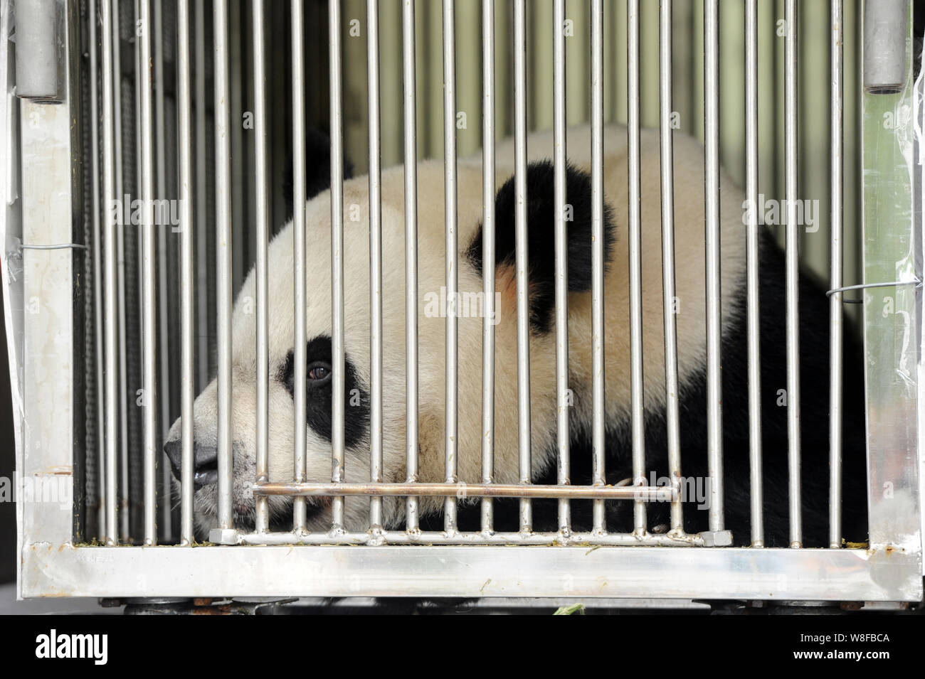 One of the panda pair sent to Macao as gifts is caged on a van at the ...