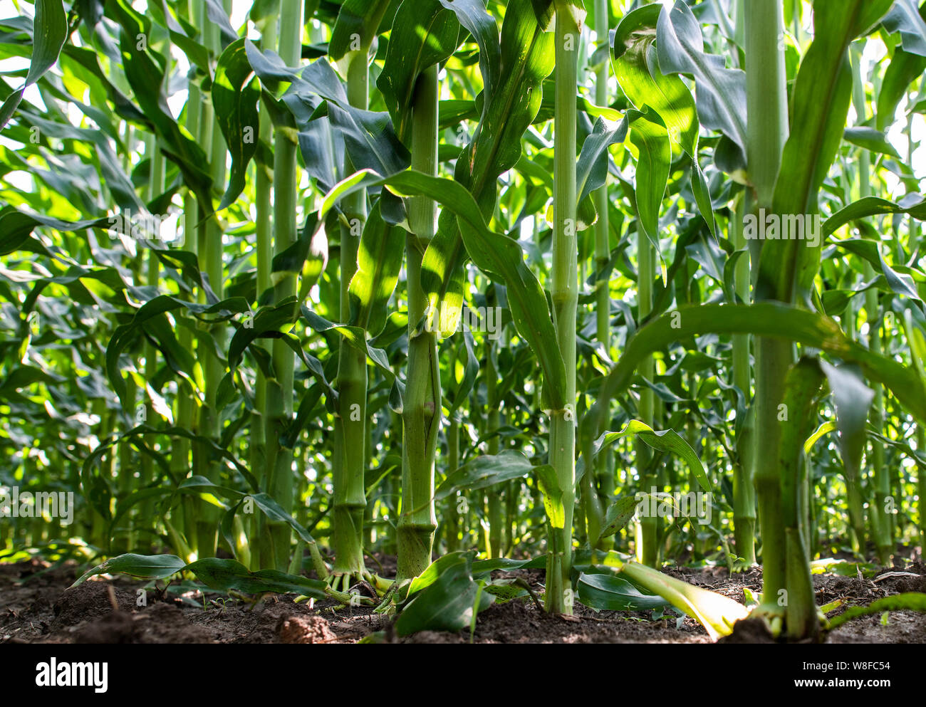 Field of fresh green corn plants Stock Photo - Alamy