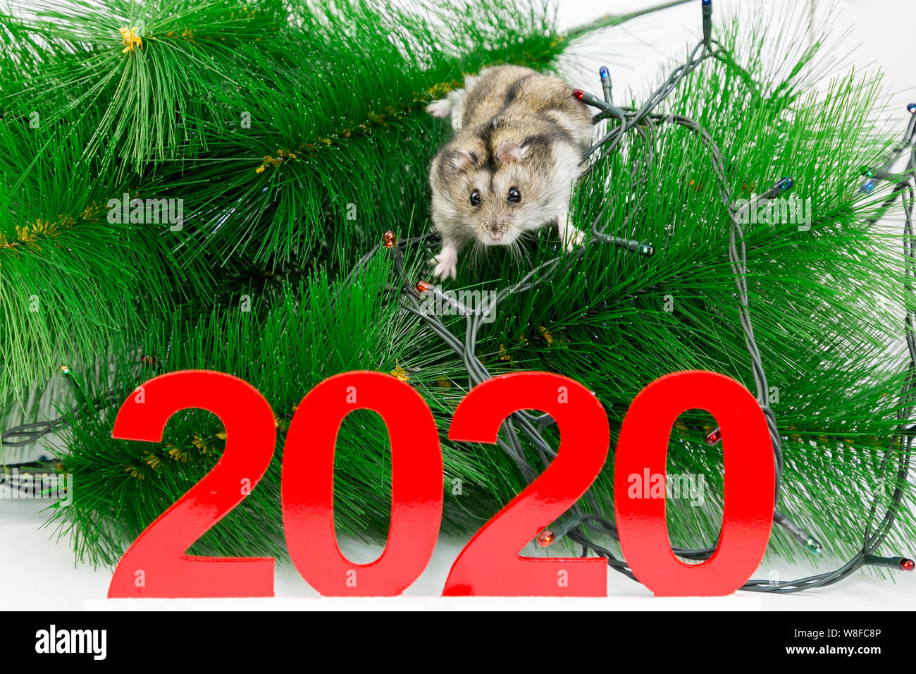 The hamster runs around the Christmas tree, descends from the tree to